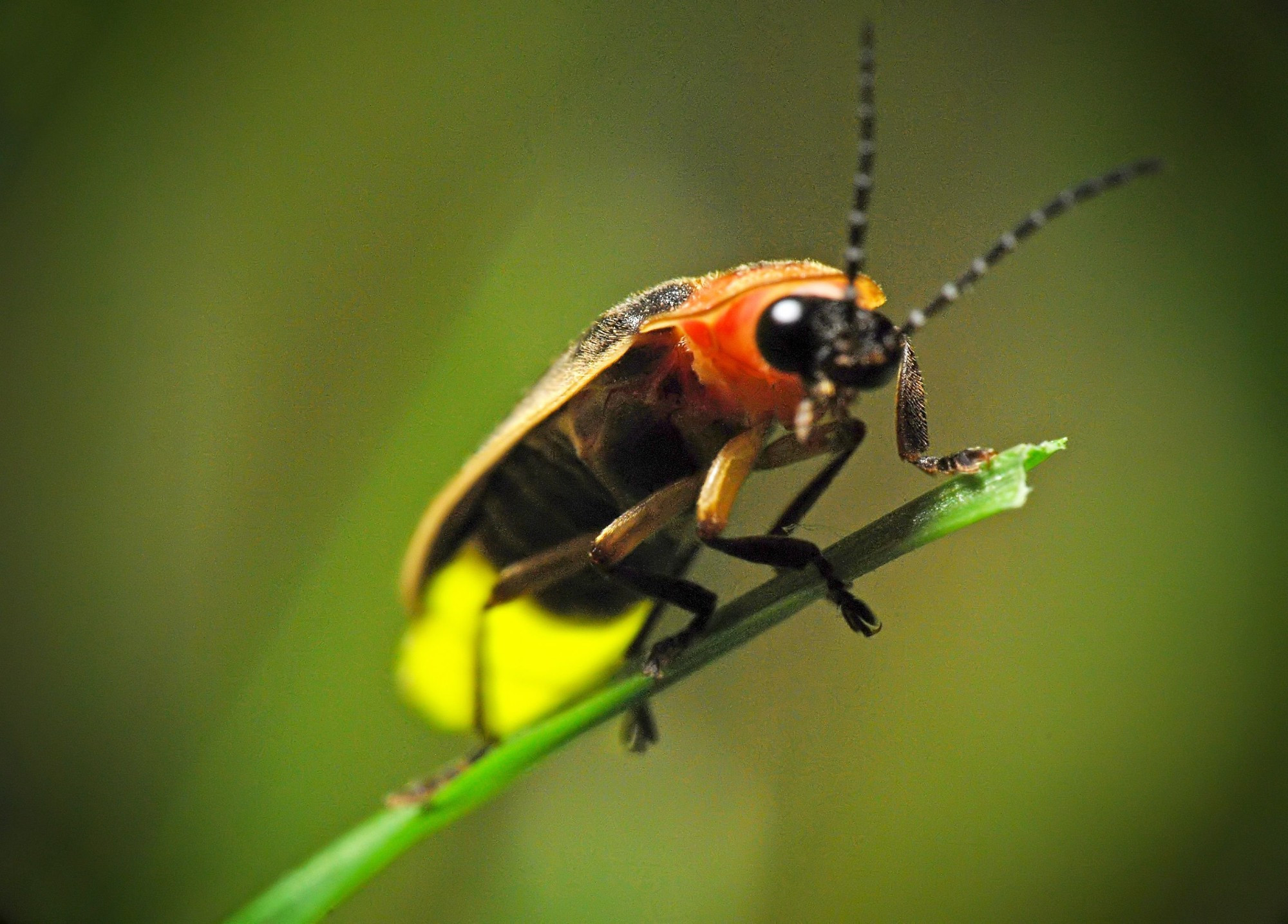 Luciérnaga adulta.