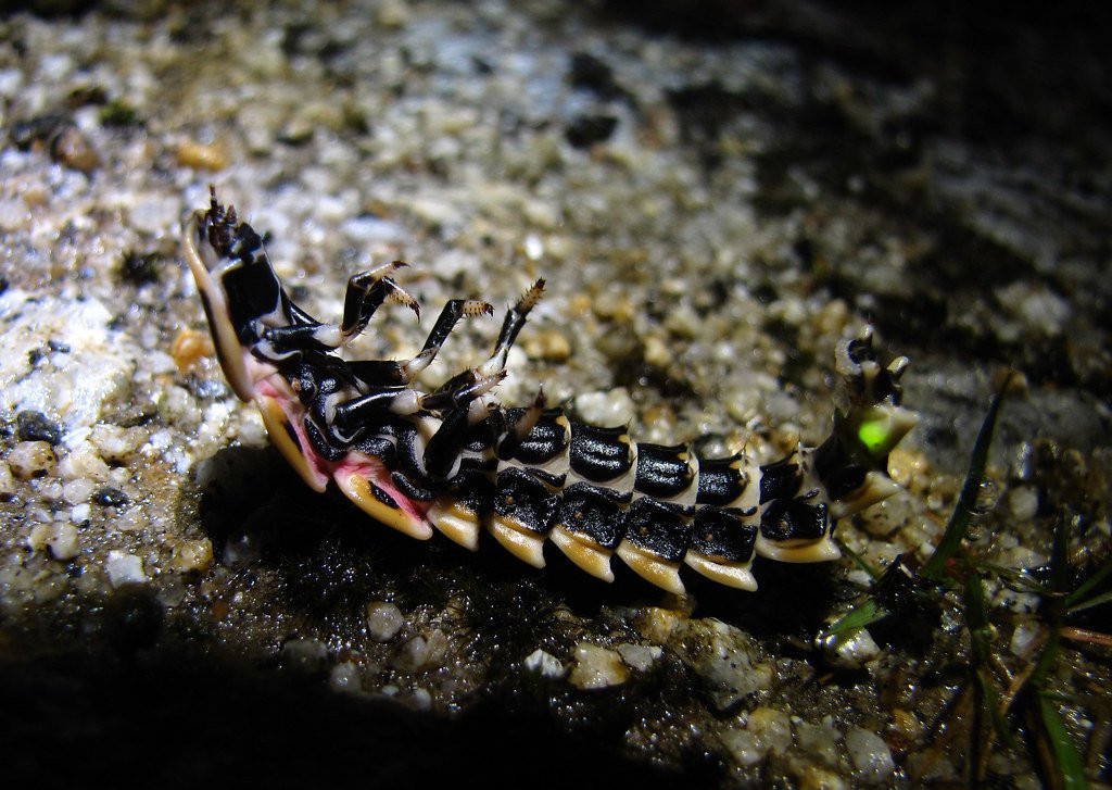 Larva de luciérnaga.