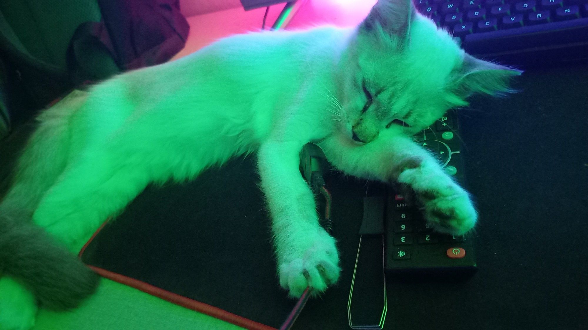 Gatinho branco dormindo encima de uma mesa encima de alguns objetos com controle remoto de televisão