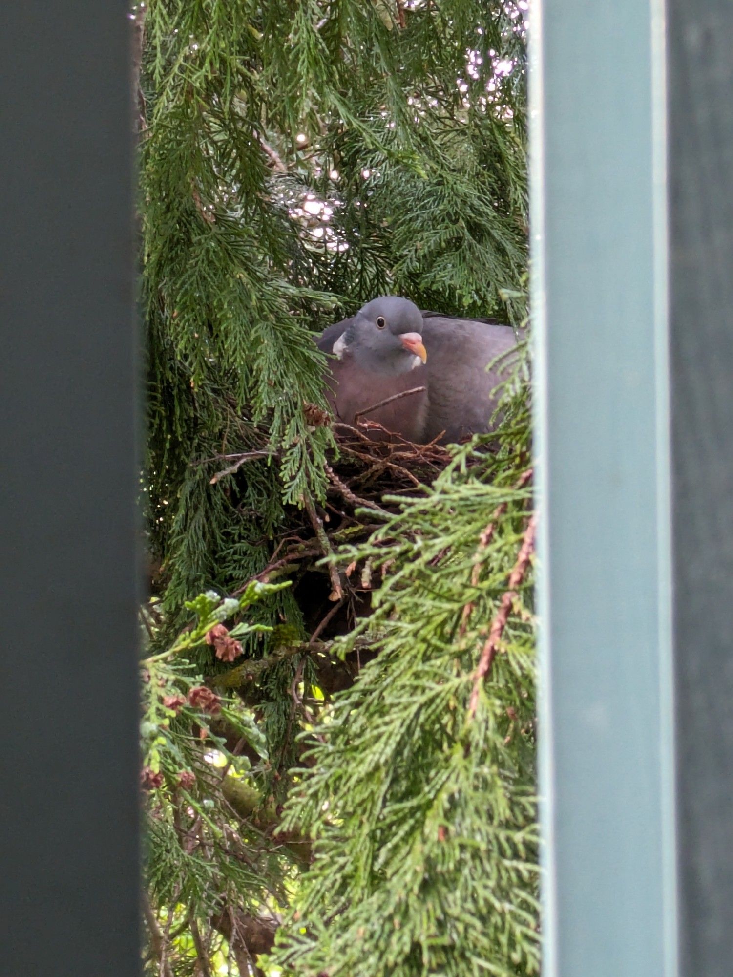 Ringeltaube im Nest im Baum hinter Fenster