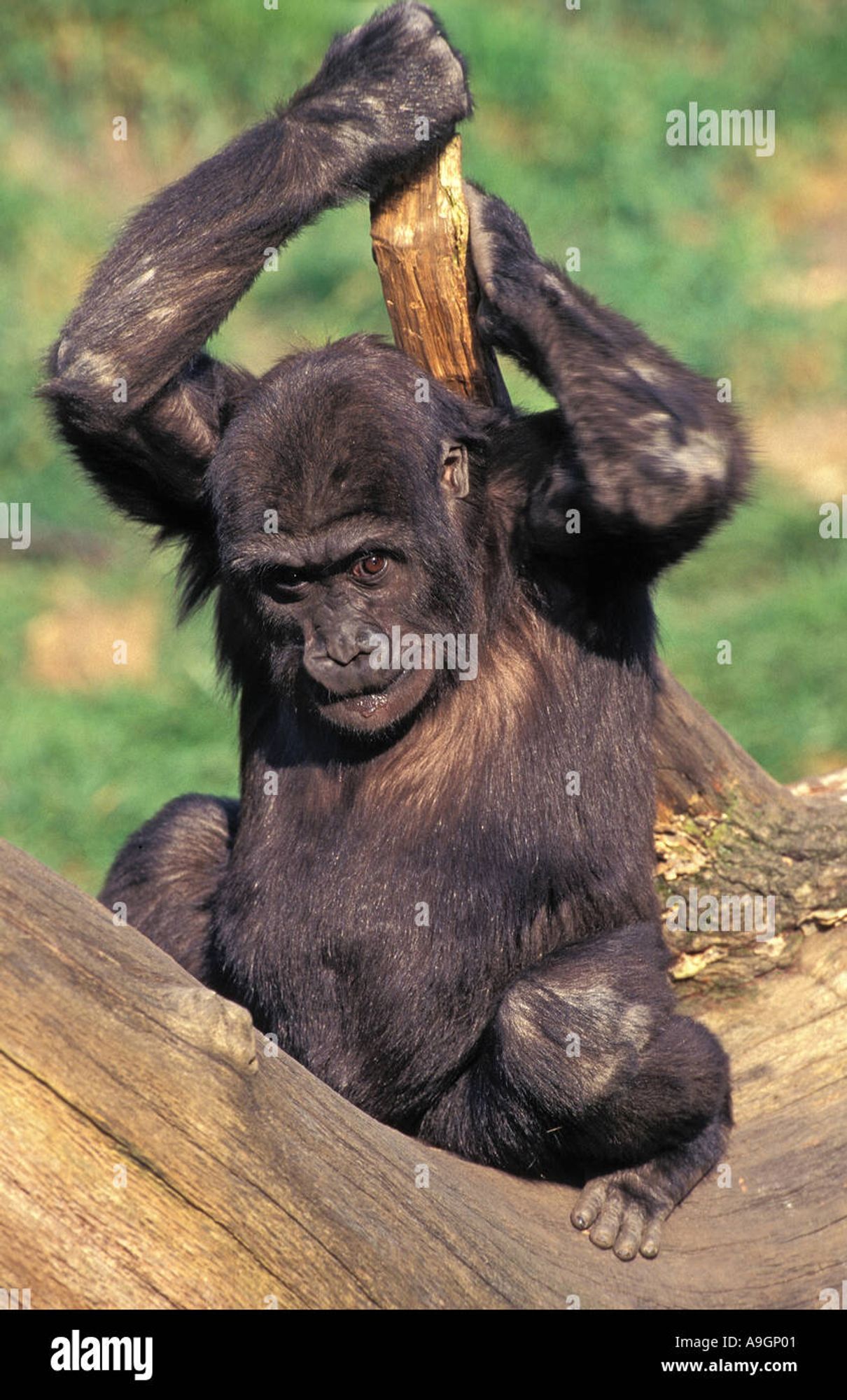 Young gorilla scratching its back with a biggish stick