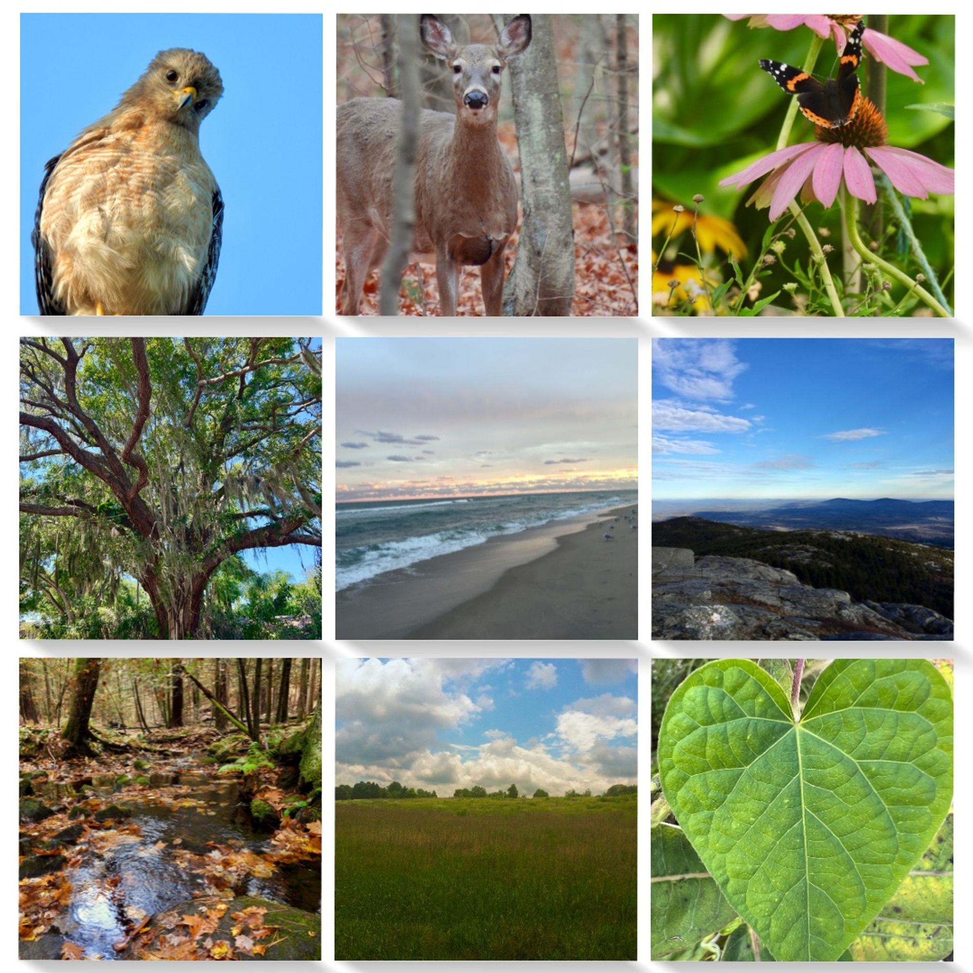 9 picture grid - hawk, deer, flower, tree, ocean, mountain view, autumn river, field and sky, heart shaped leaf