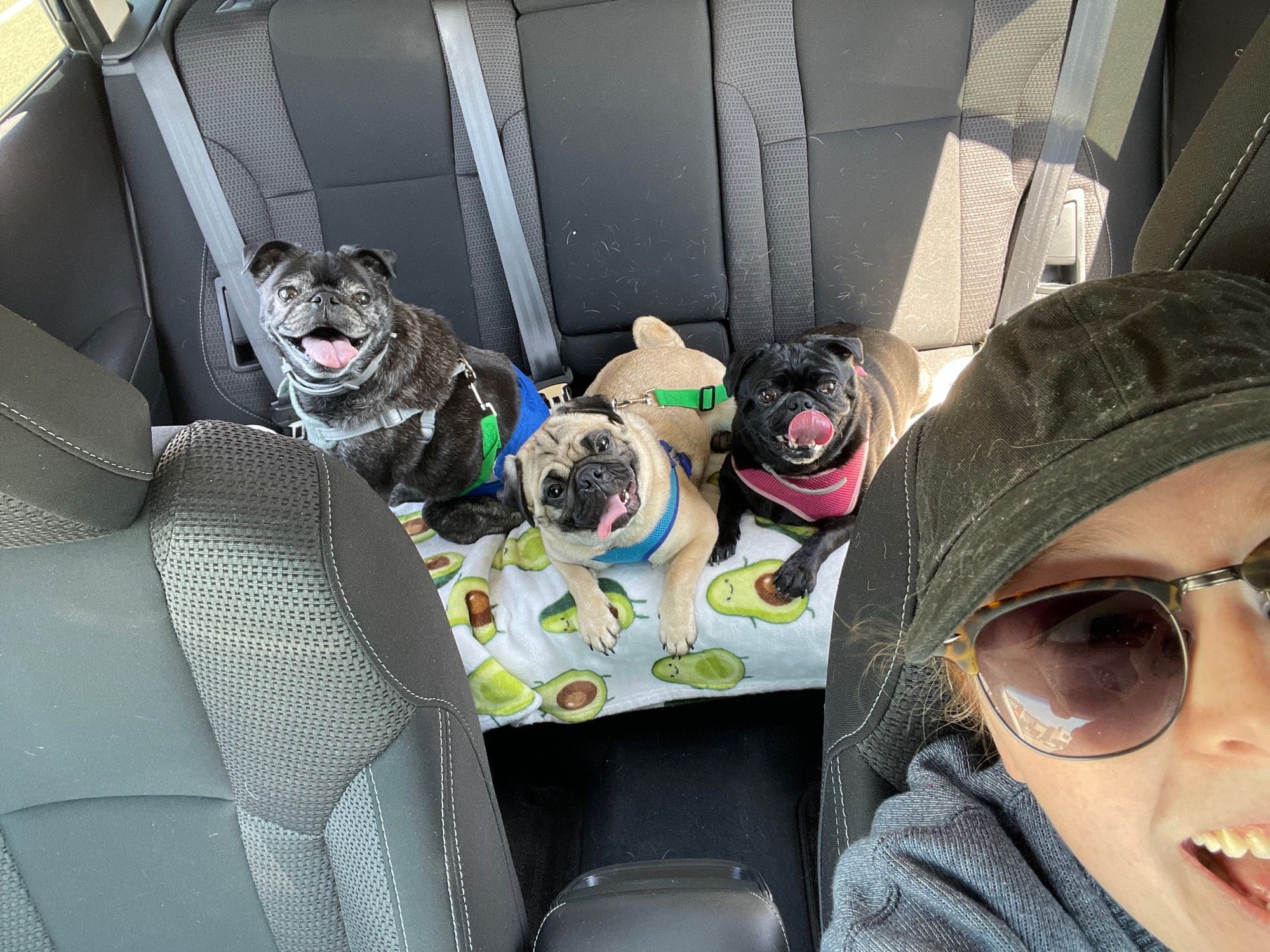 Gus, Jazzy, and Addie the pugs in the car with me