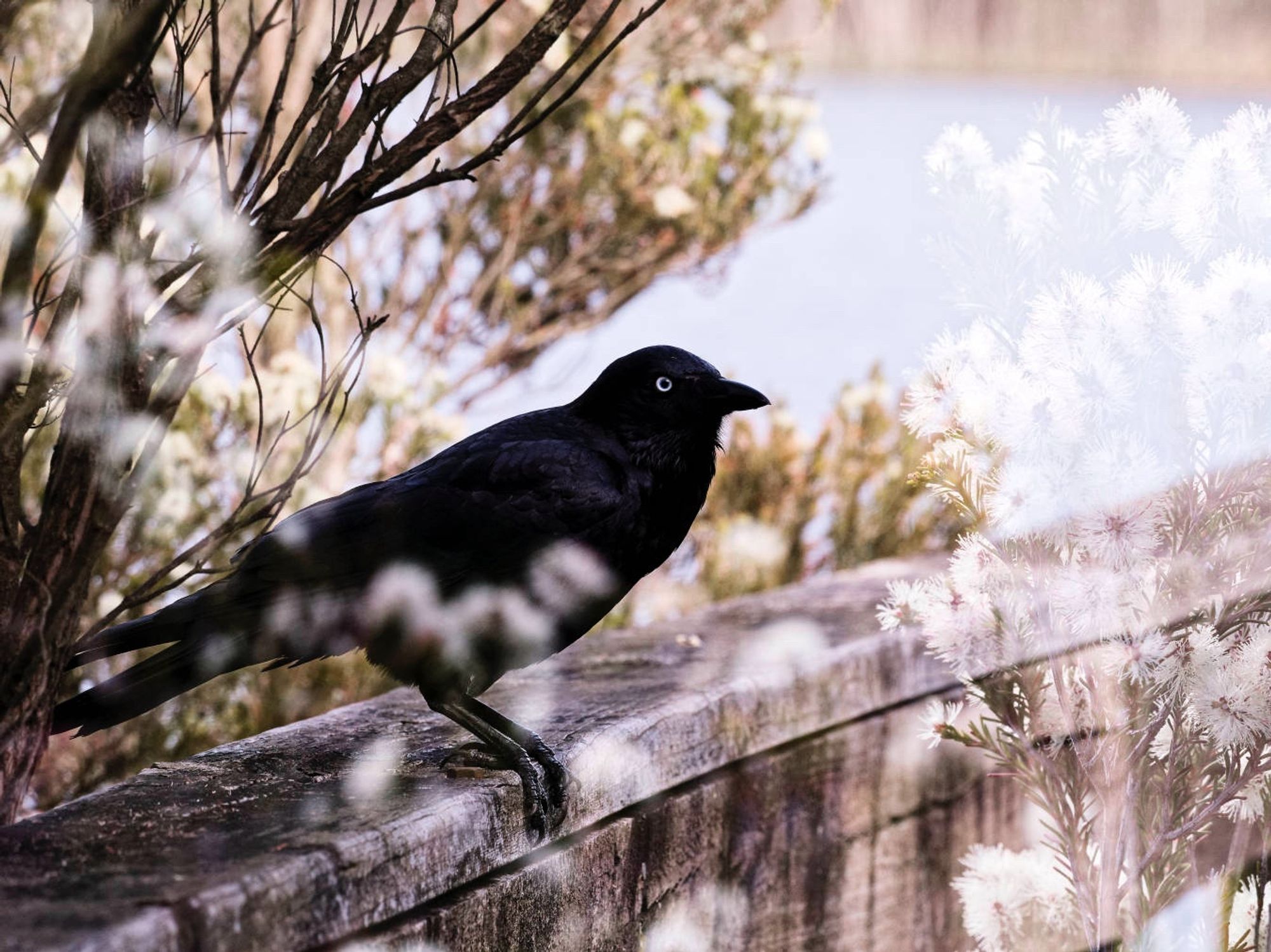 Raven standing on dock timber handrail overlaid witb some white bottle brush flowers with a brightly lit lake in the background