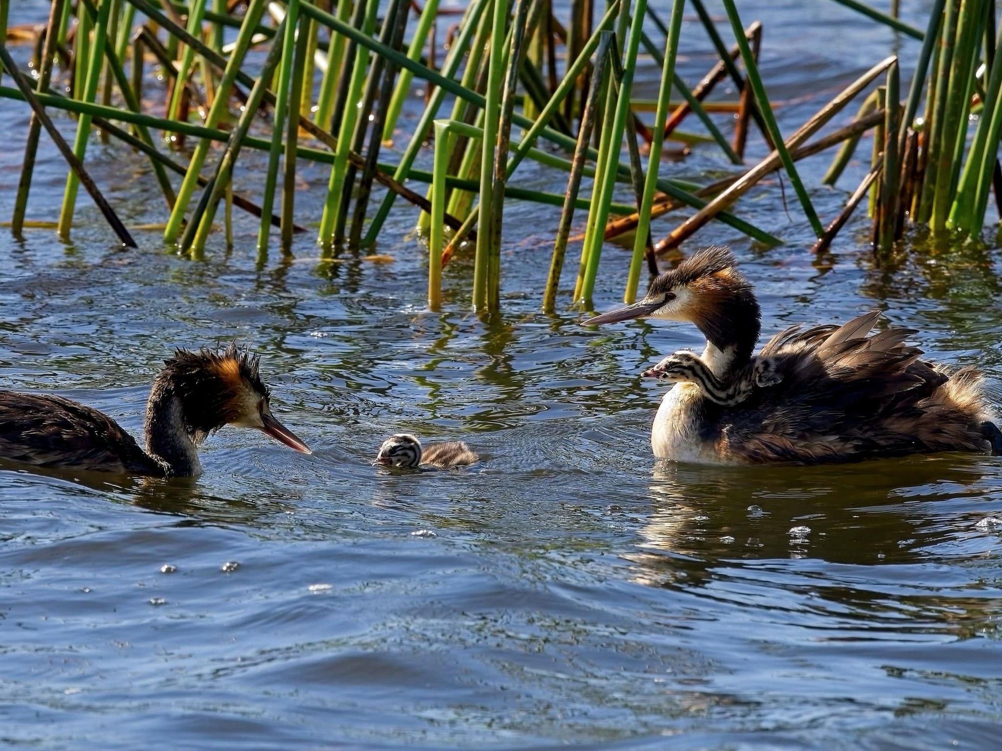 Grebeling eats fish proffered by male while a sibling perched on the females back looks on jealously