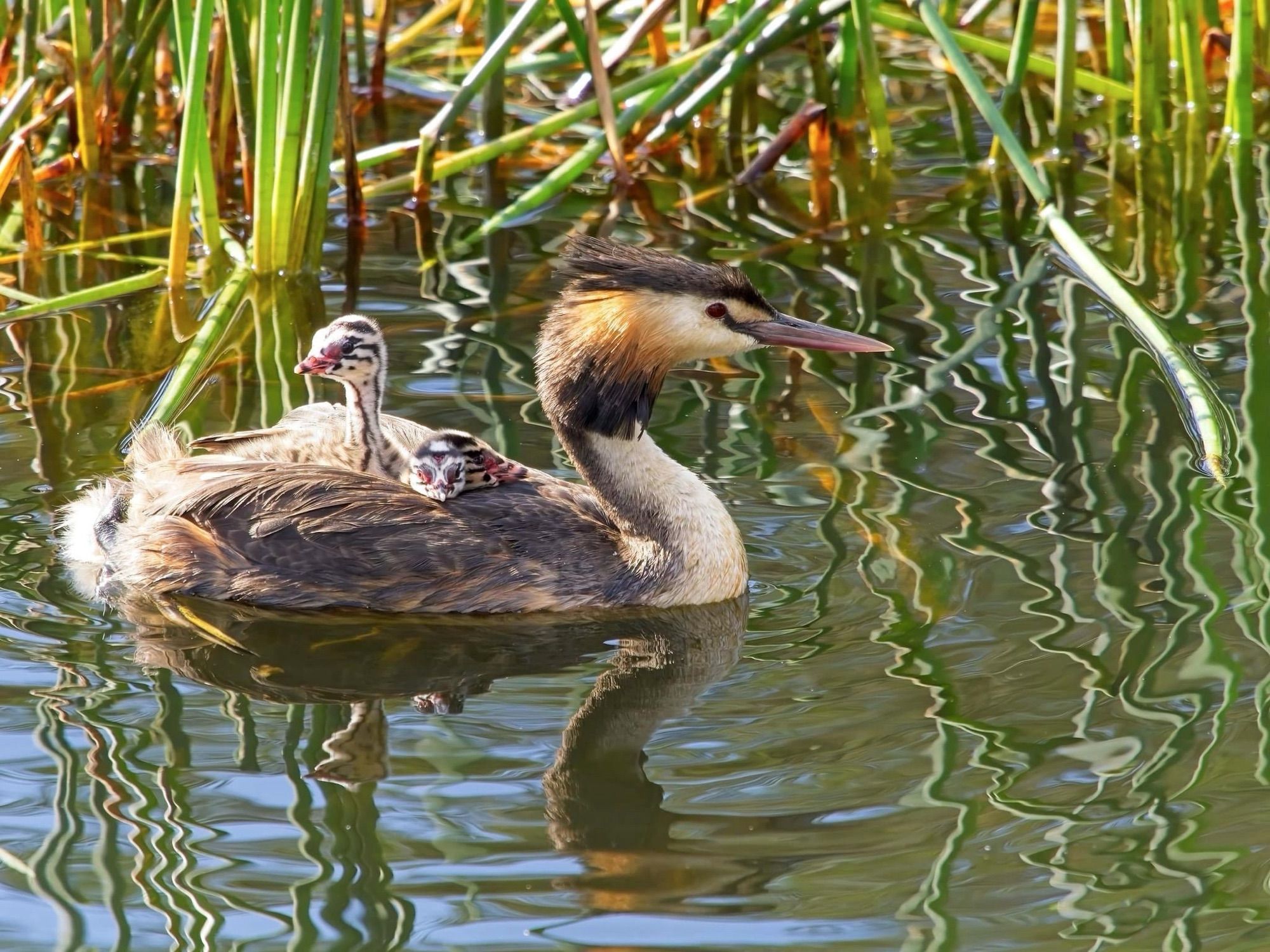 3 grebe chicks ride on the females back while she swims amongsf the reeds