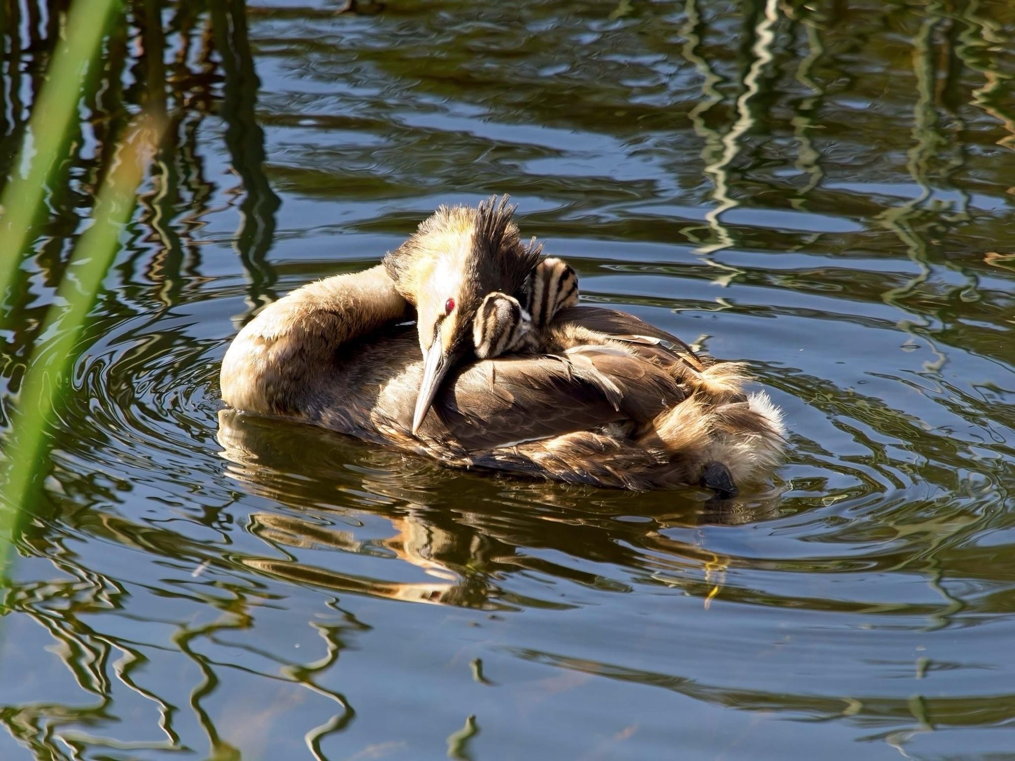 female snuggles the chicks on her back