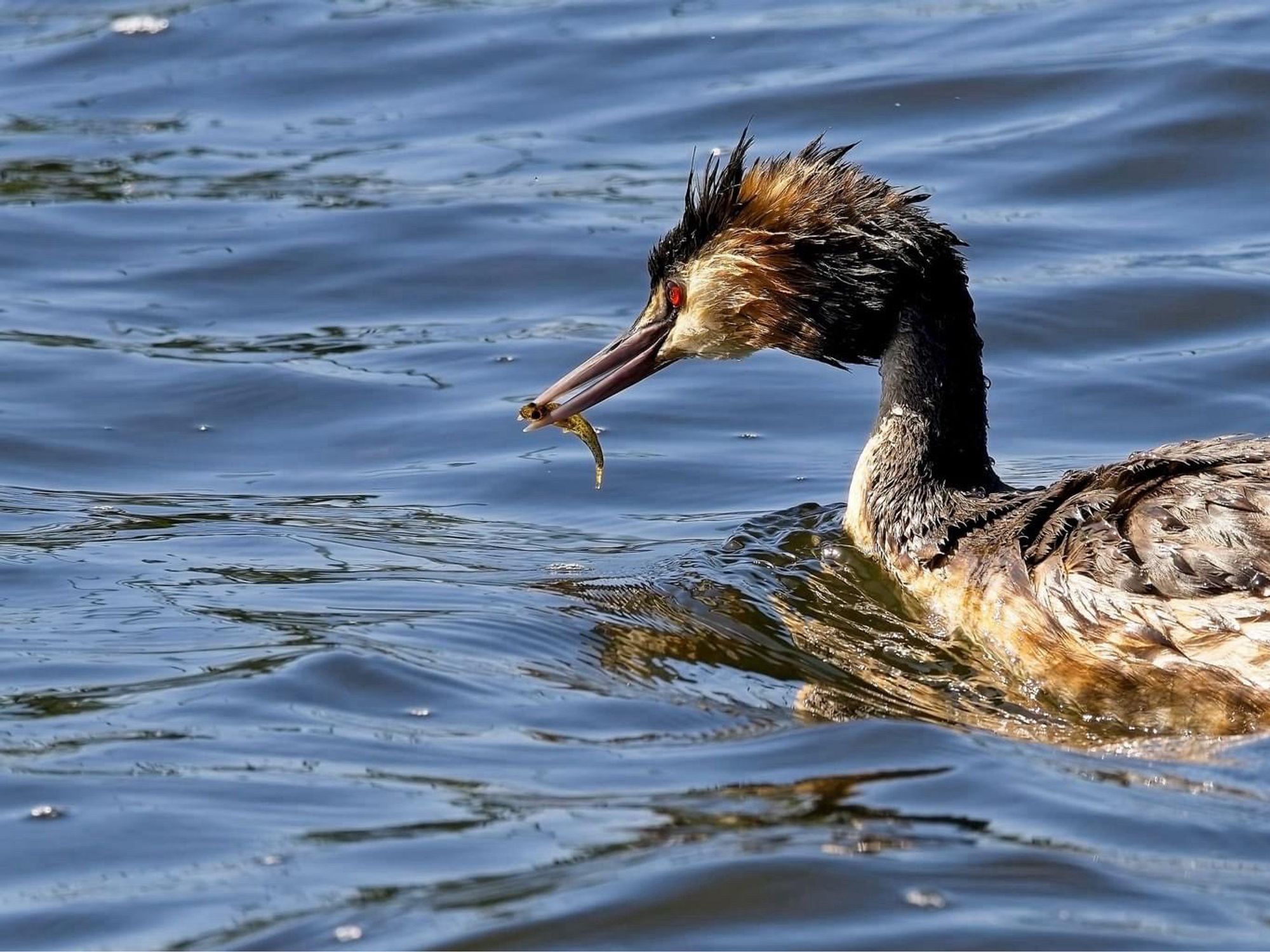 male with snall fish en beak swimming to clutch