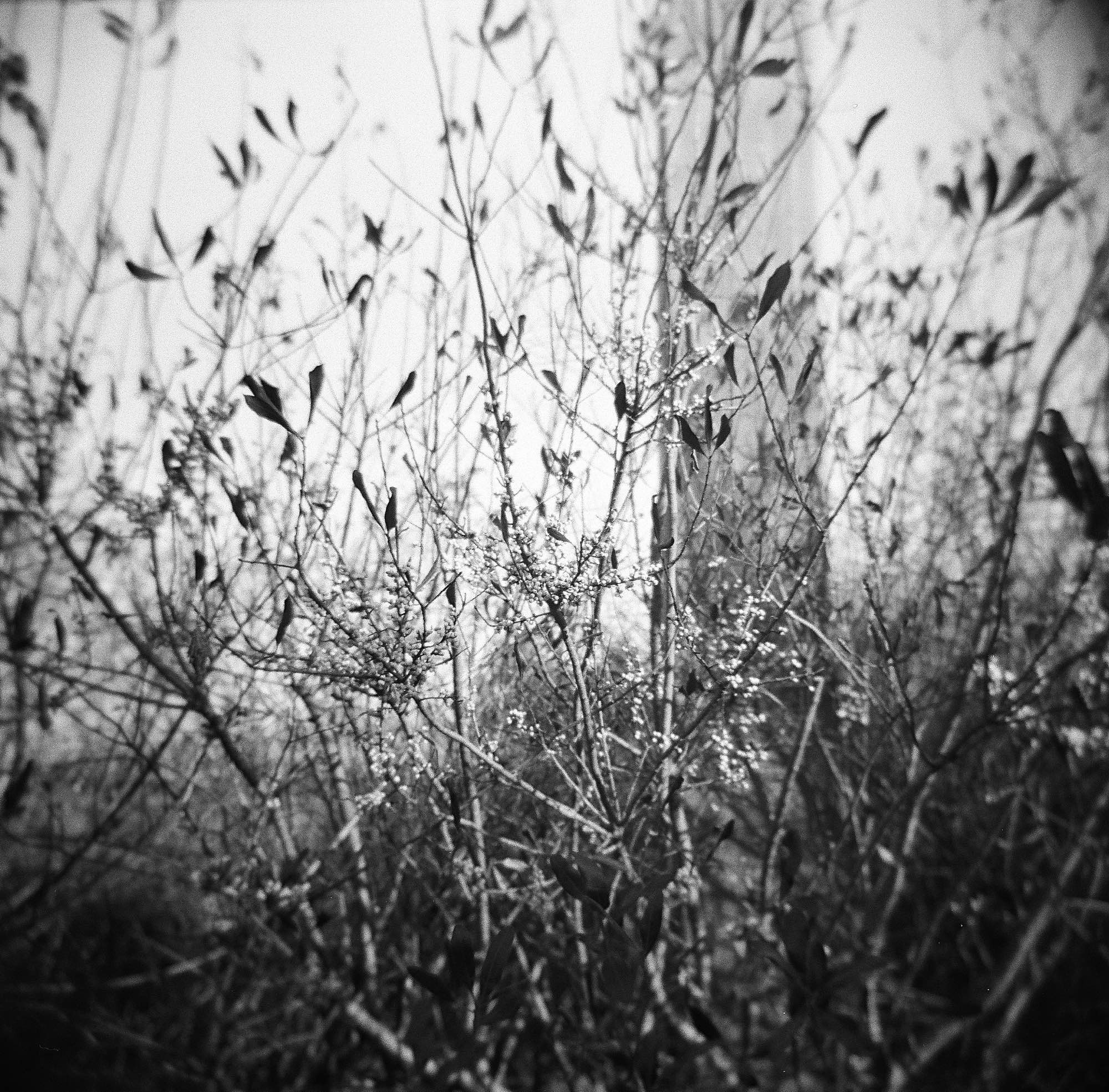 Up close black and white picture of some vegetation.  