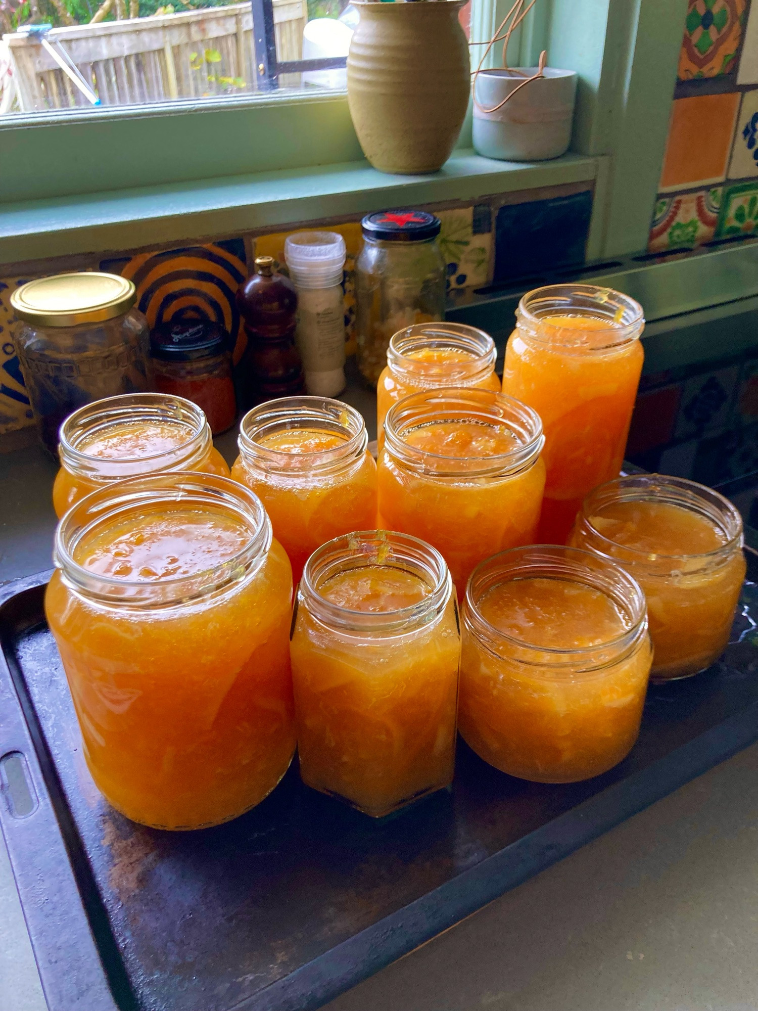 Photo shows newly poured orange marmalade in glass jars sitting on top of a metal tray on a bench.