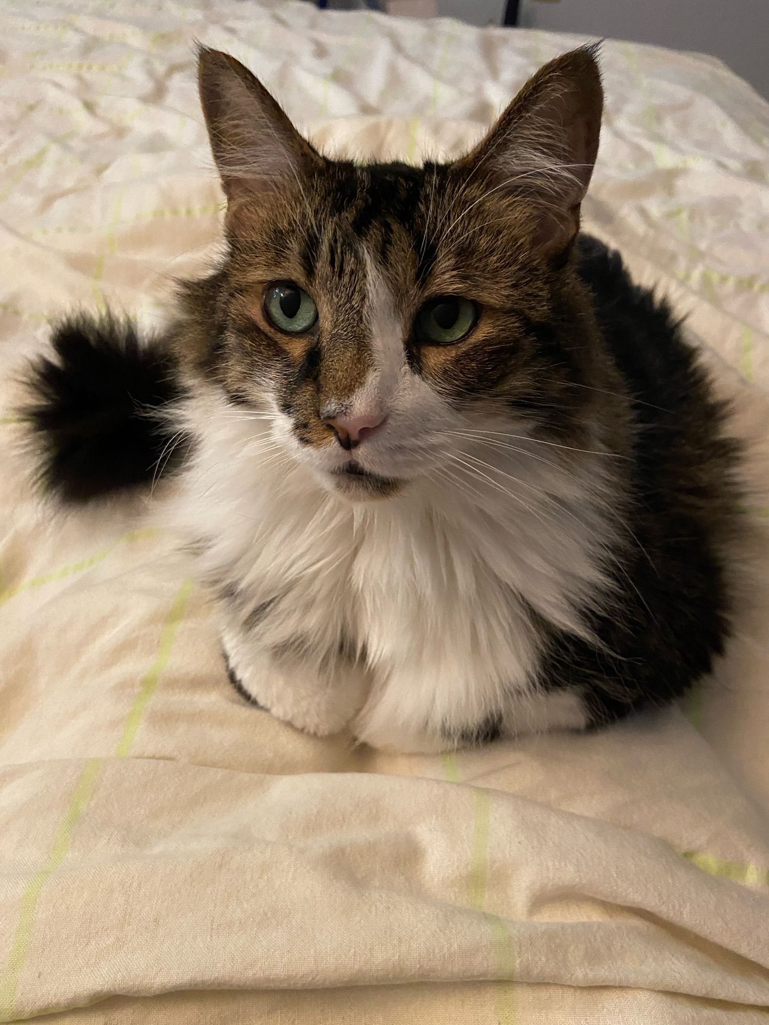 Cute tabby cat sitting on my bed