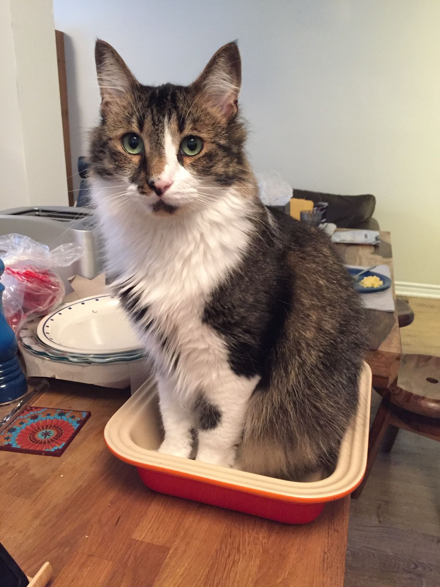 Cute tabby cat sitting in a casserole dish