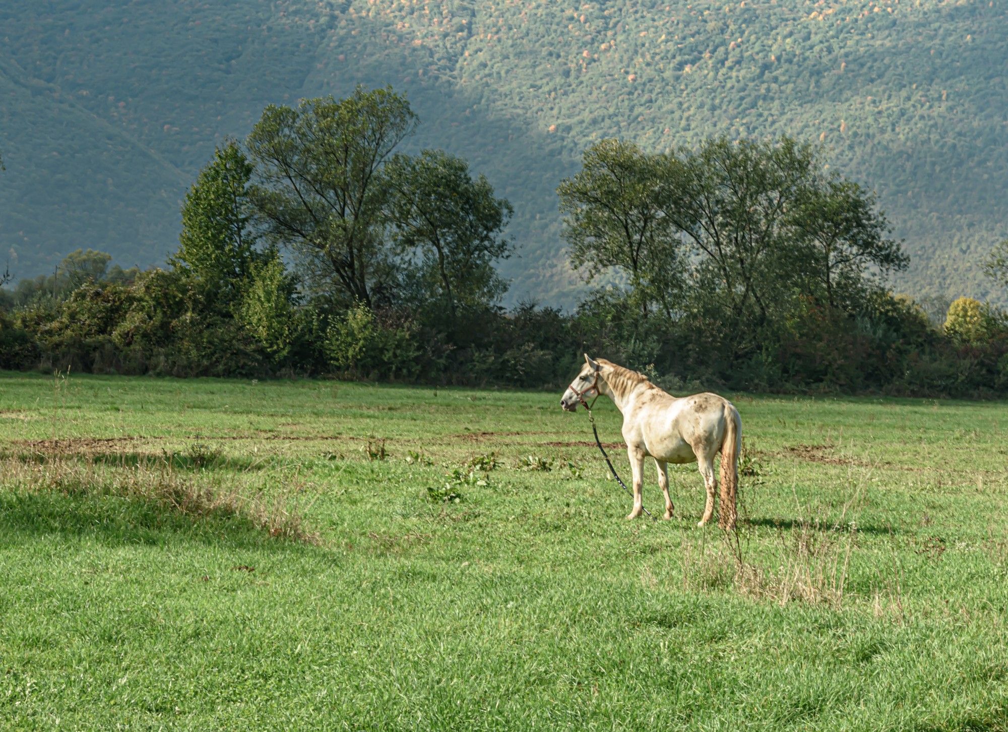 Horse on the meadow