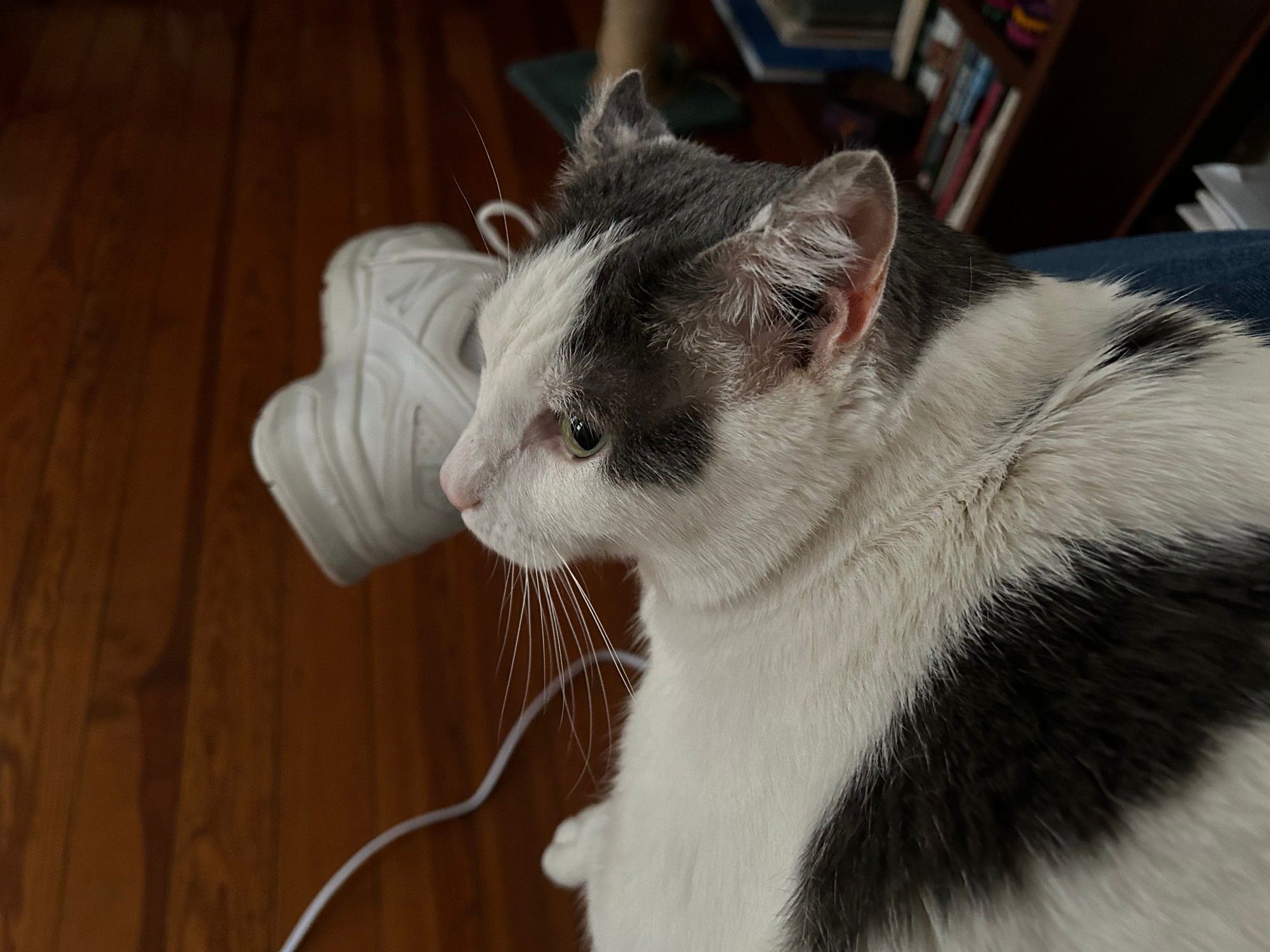 A photo of Percy (Perseus), a black and white harlequin cat sprawled on his hoomin's lap. He is not paying much attention to the hoomin but is rather interested in the sound of birds just outside the window.

"Pet me hoomin before I get down and amble over to investigate the birds."