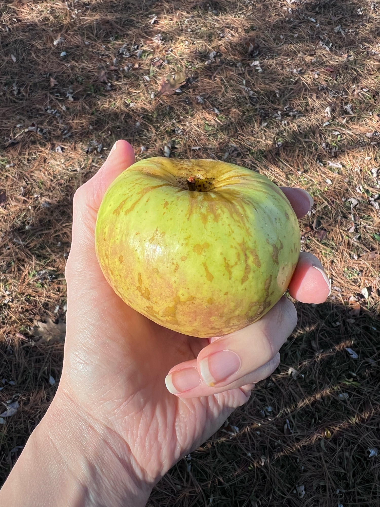 Hand holding lumpy, scarred yellow apple