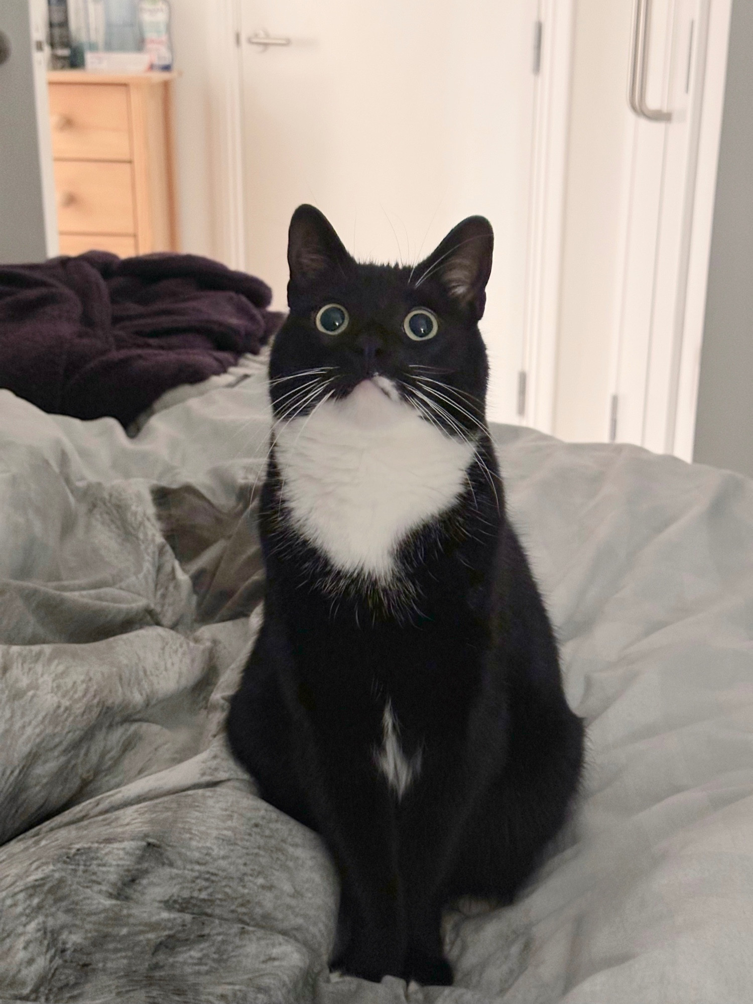 Dante the tuxedo cat staring at nothing.