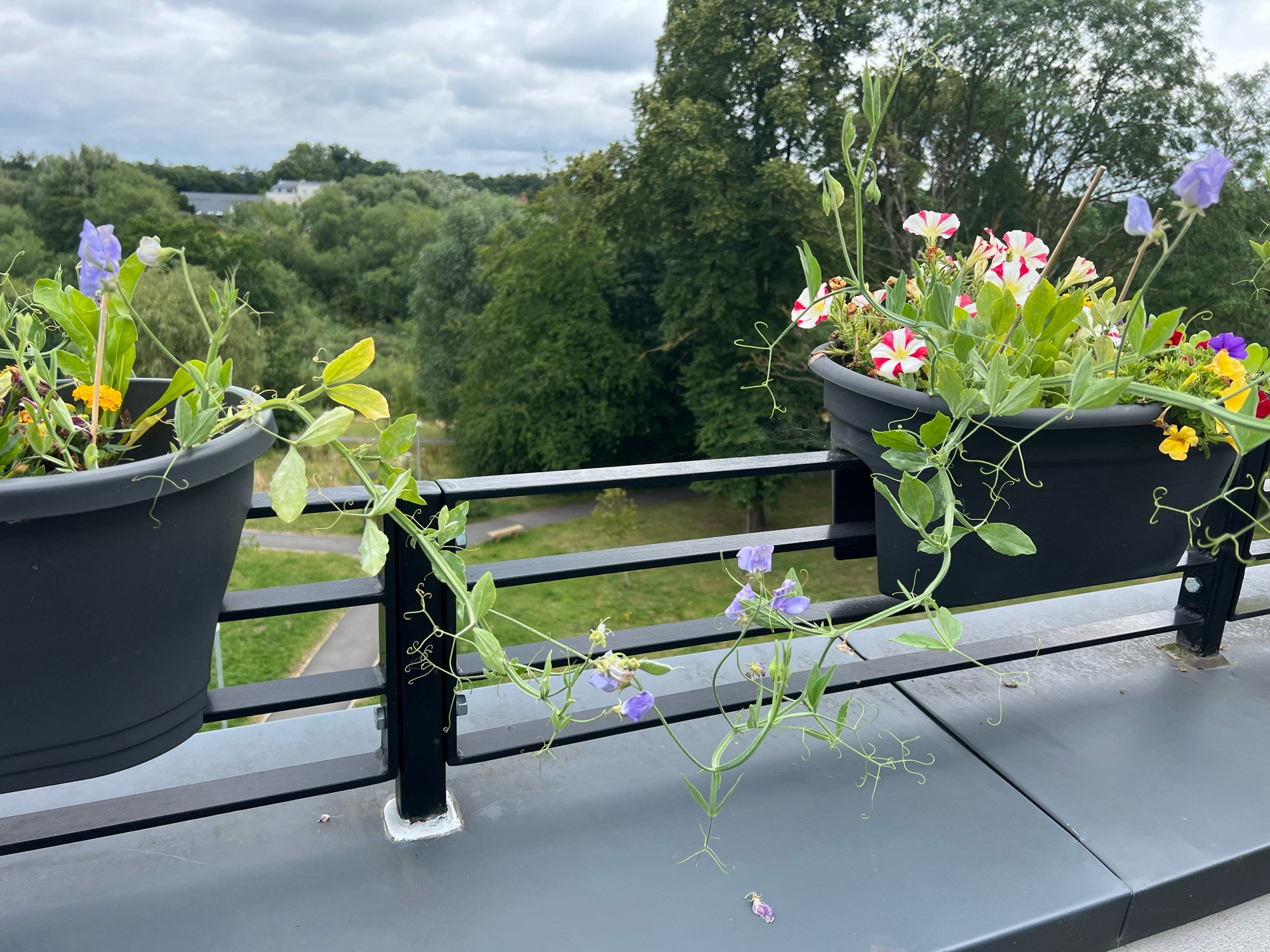 A photo of two balcony flower tubs. The one on the right has pink/white petunias. Both tubs have long sweatpea plants with purple flowers reaching to the middle where’s they have become entwined