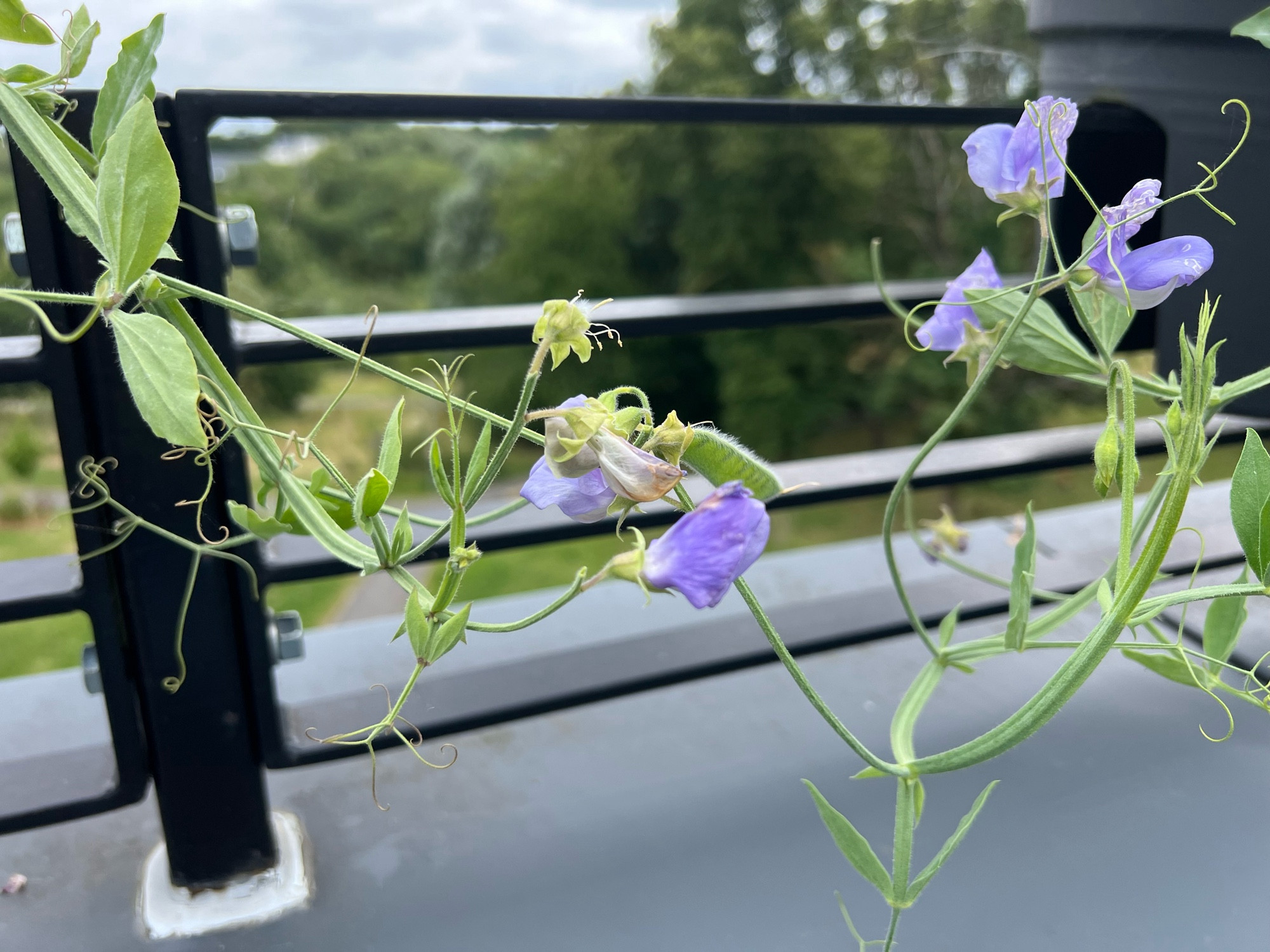 A photo of long sweatpea plants with purple flowers reaching to the middle where’s they have become entwined