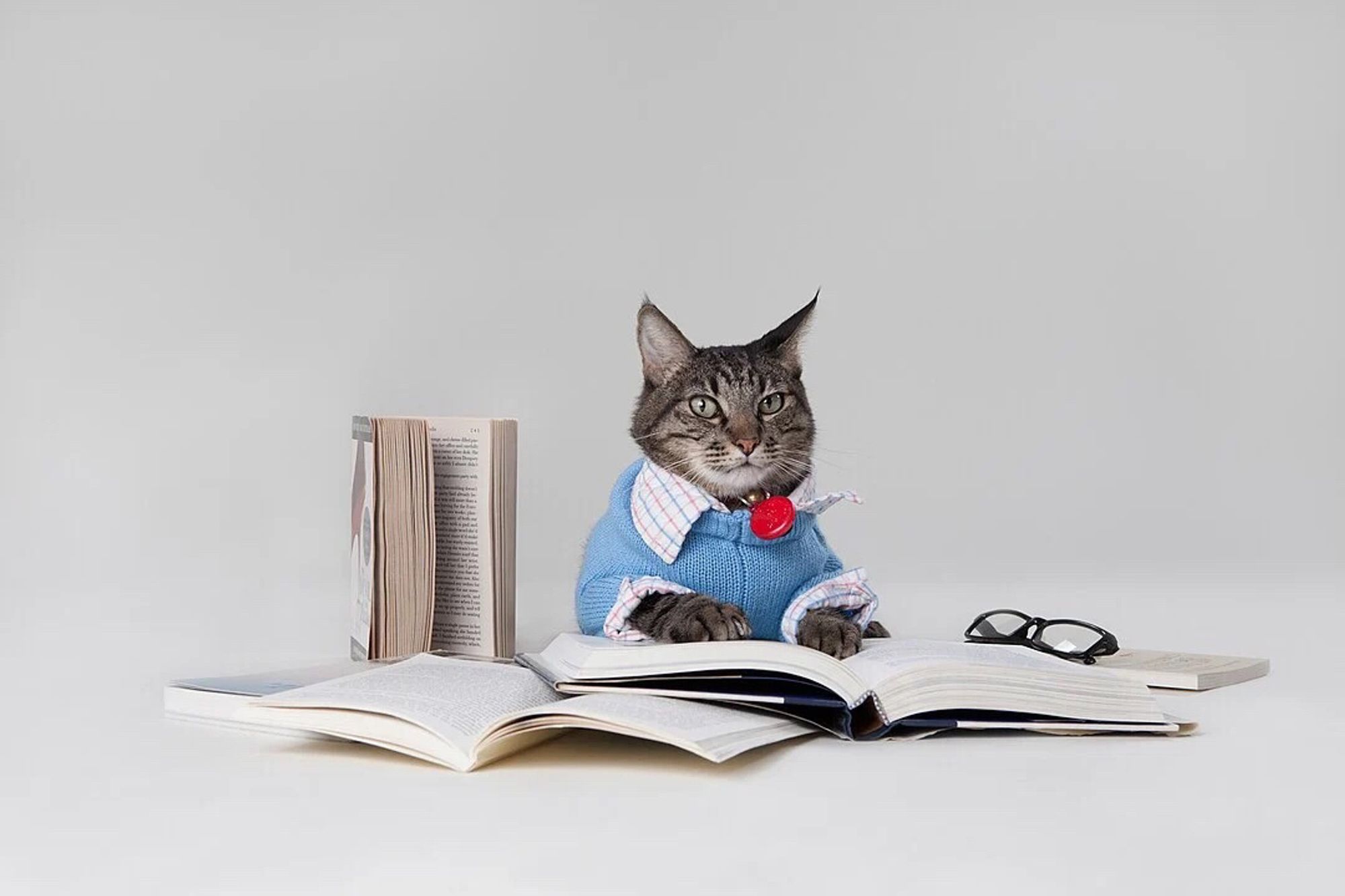 Cat dressed in a jumper reading books.