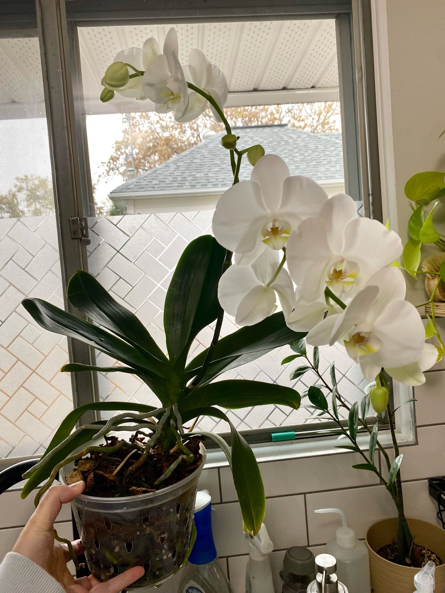 Holding up a watered Phaleonopsis orchid , in bloom. The white flowers are large.