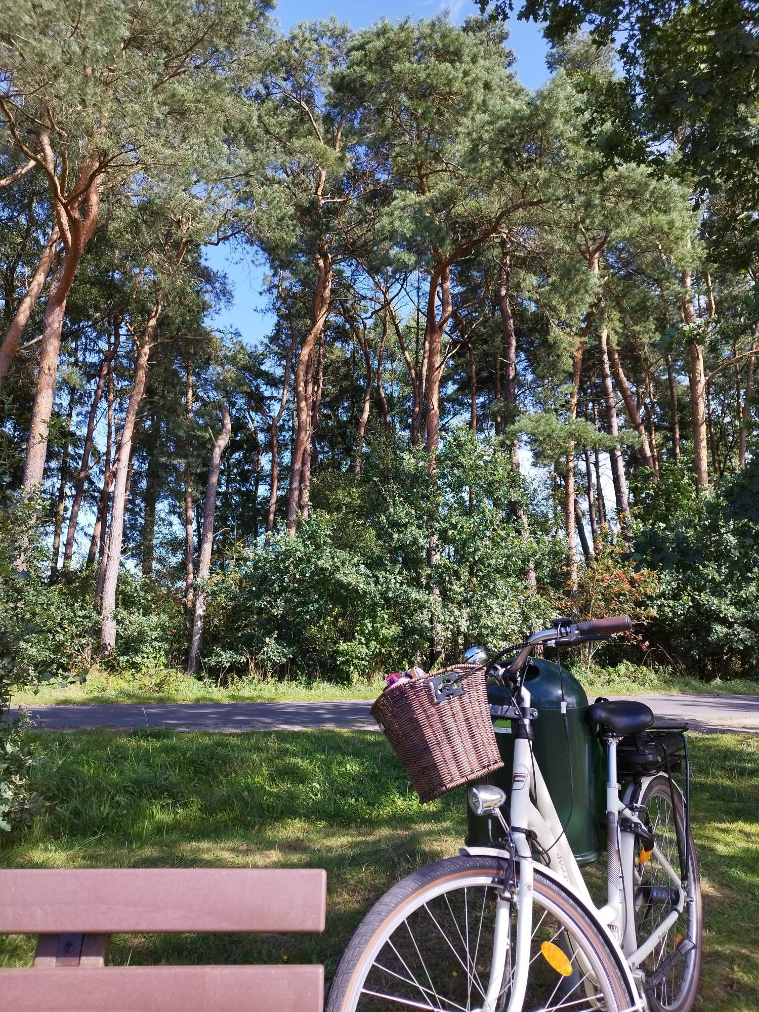 Blick in die Kiefern. Zwischendrin blauer Himmel zu sehen. Mein Fahrrad im Vordergrund.