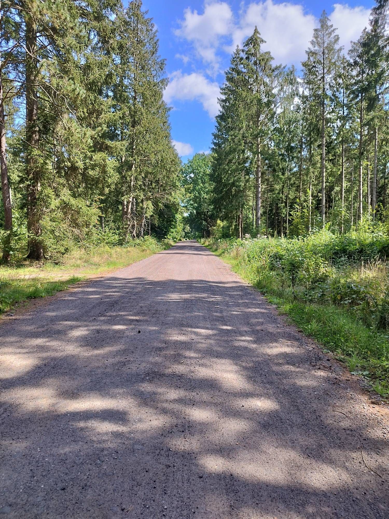 Auf dem Weg im Wald. Rechts und links Bäume. Am Ende ist blauer Himmel zu sehen mit weißen Wolken.