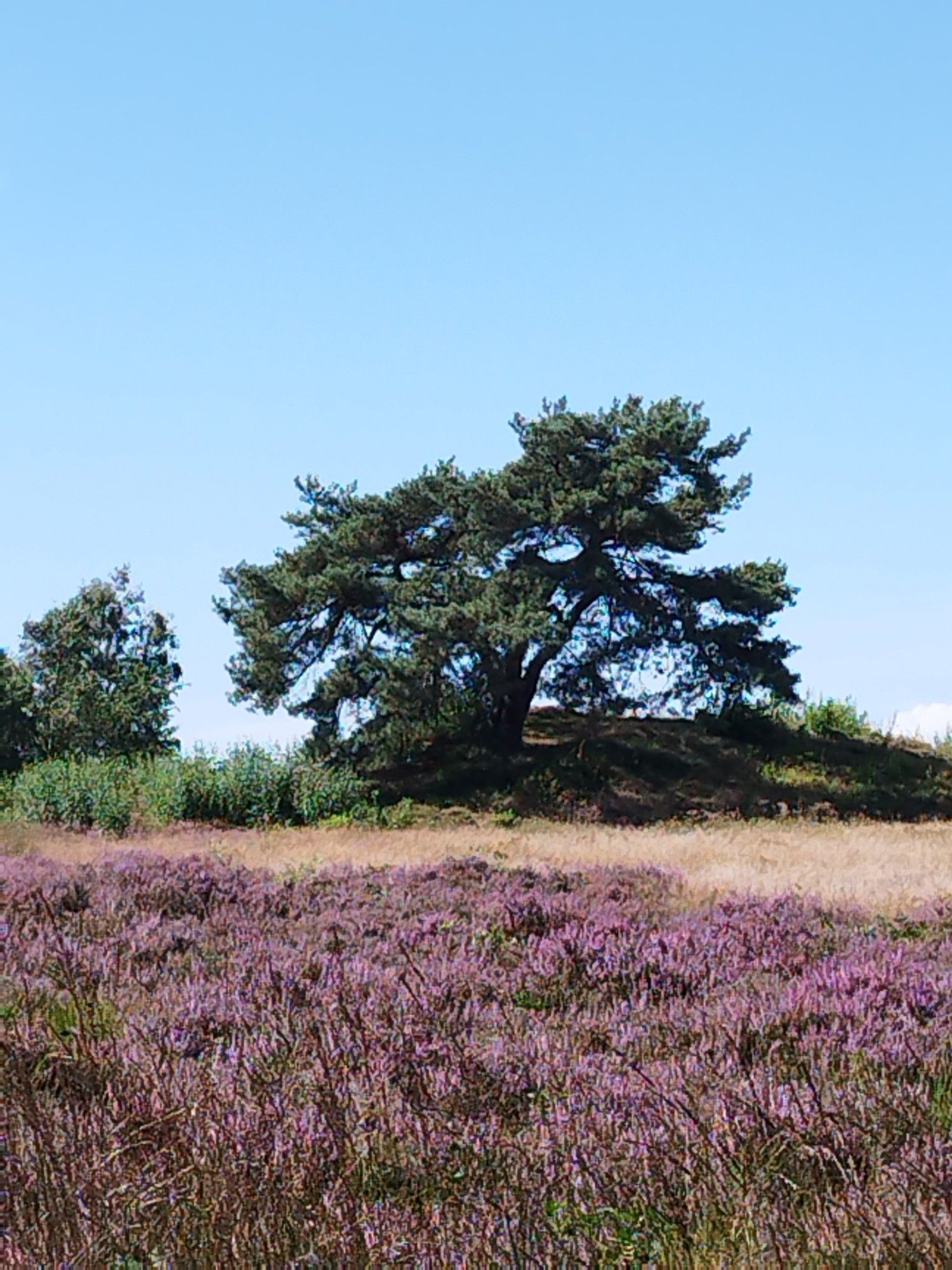 Im Vordergrund Heide. Im Hintergrund ein Hübelgrab und ein großer Baum.