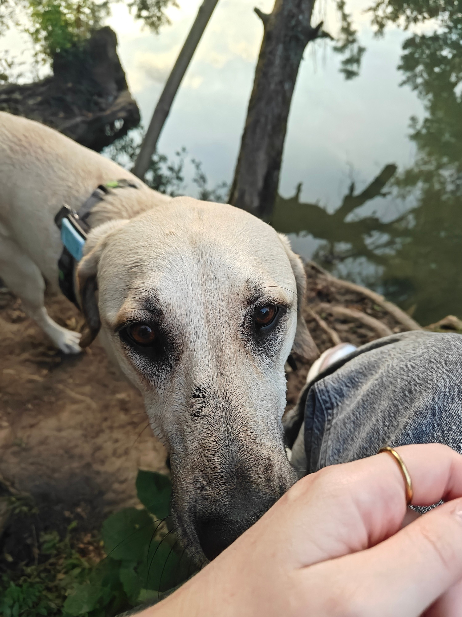 Ein großer blonder Hund der an meiner Hand schnuppert 
