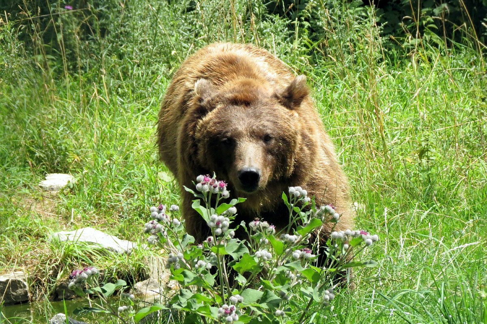 Ein Foto von der braunbärin Conny die durch eine Wiese mit hohem Gras auf die Kamera zu läuft