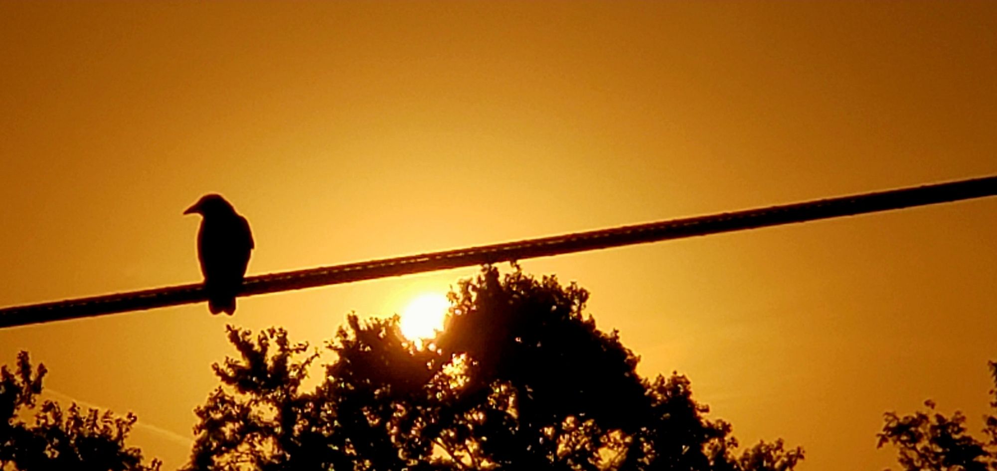 The morning sun cresting the silhouette treetops. The sky is orange. A utility wire crosses the frame horizontally just above the trees. A crow is on the wire to the left, looking out of frame.