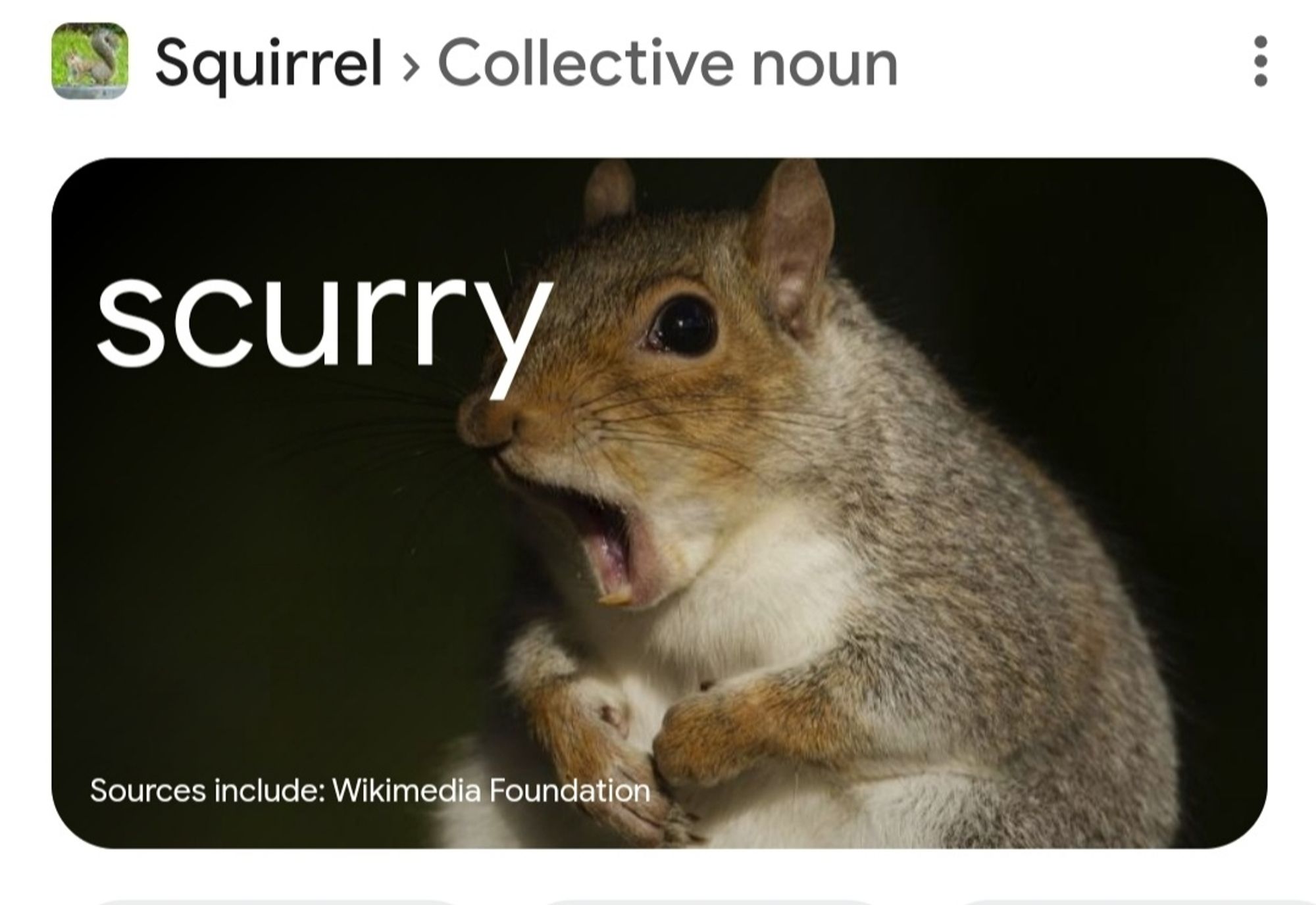 Wikimedia screencapture of a squirrel with their mouth open. As if to be surprised. Thetford "scurry" is printed on the image.