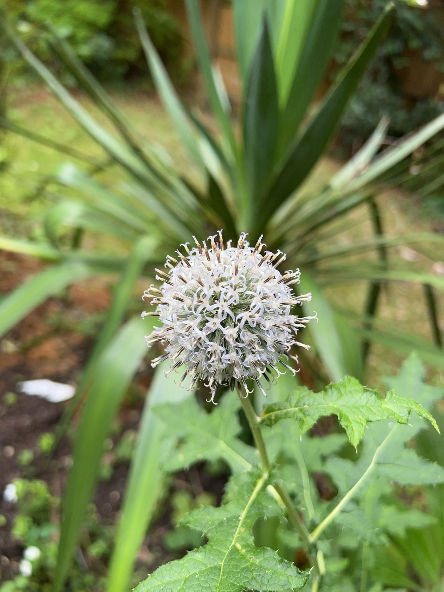 A glandular globe thistle in full bloom