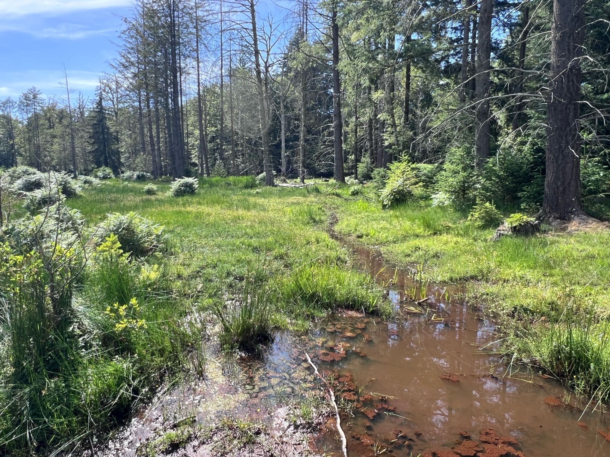 A small stream in the forest marshlands