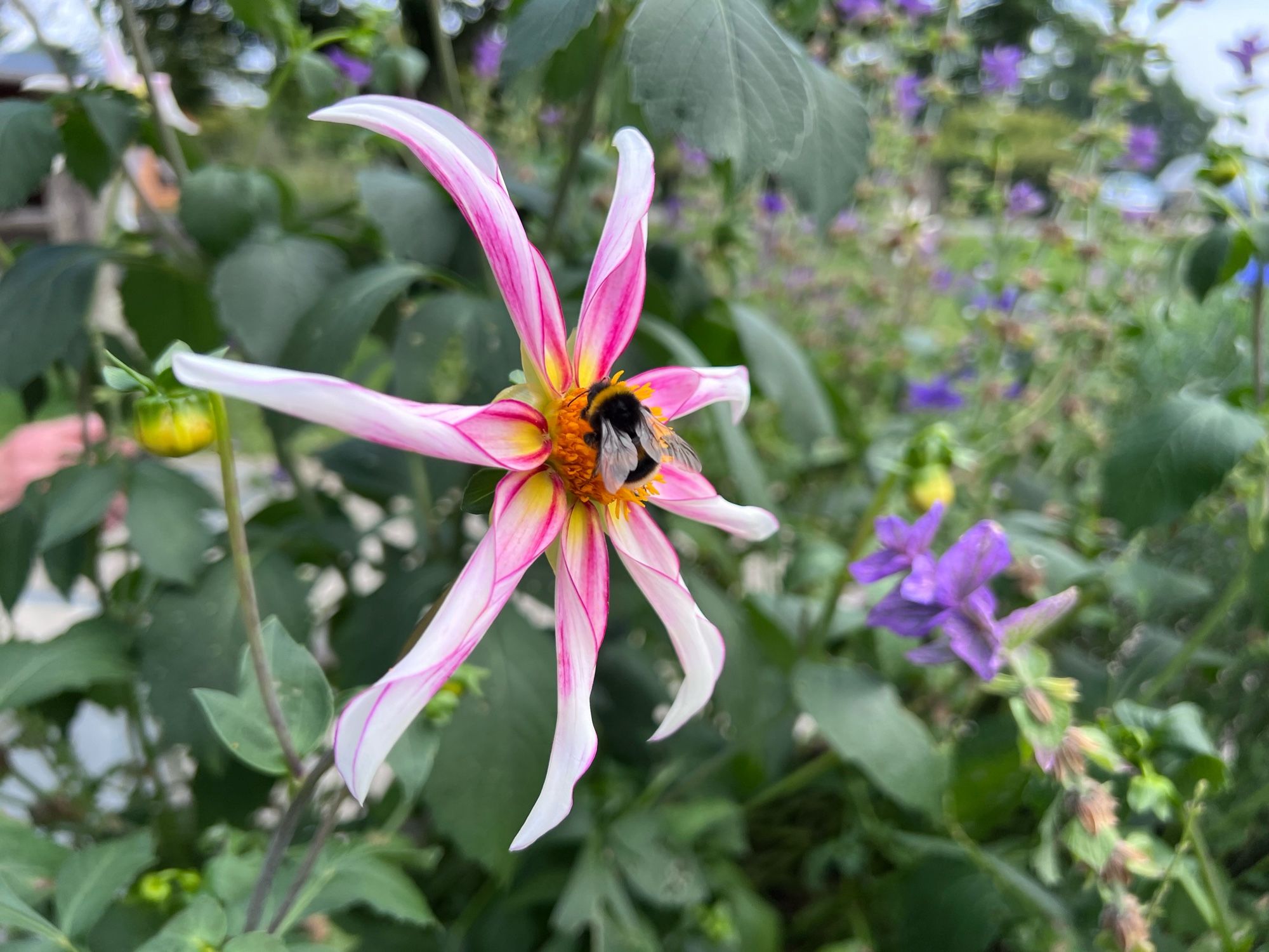 A bee resting on a pink flower