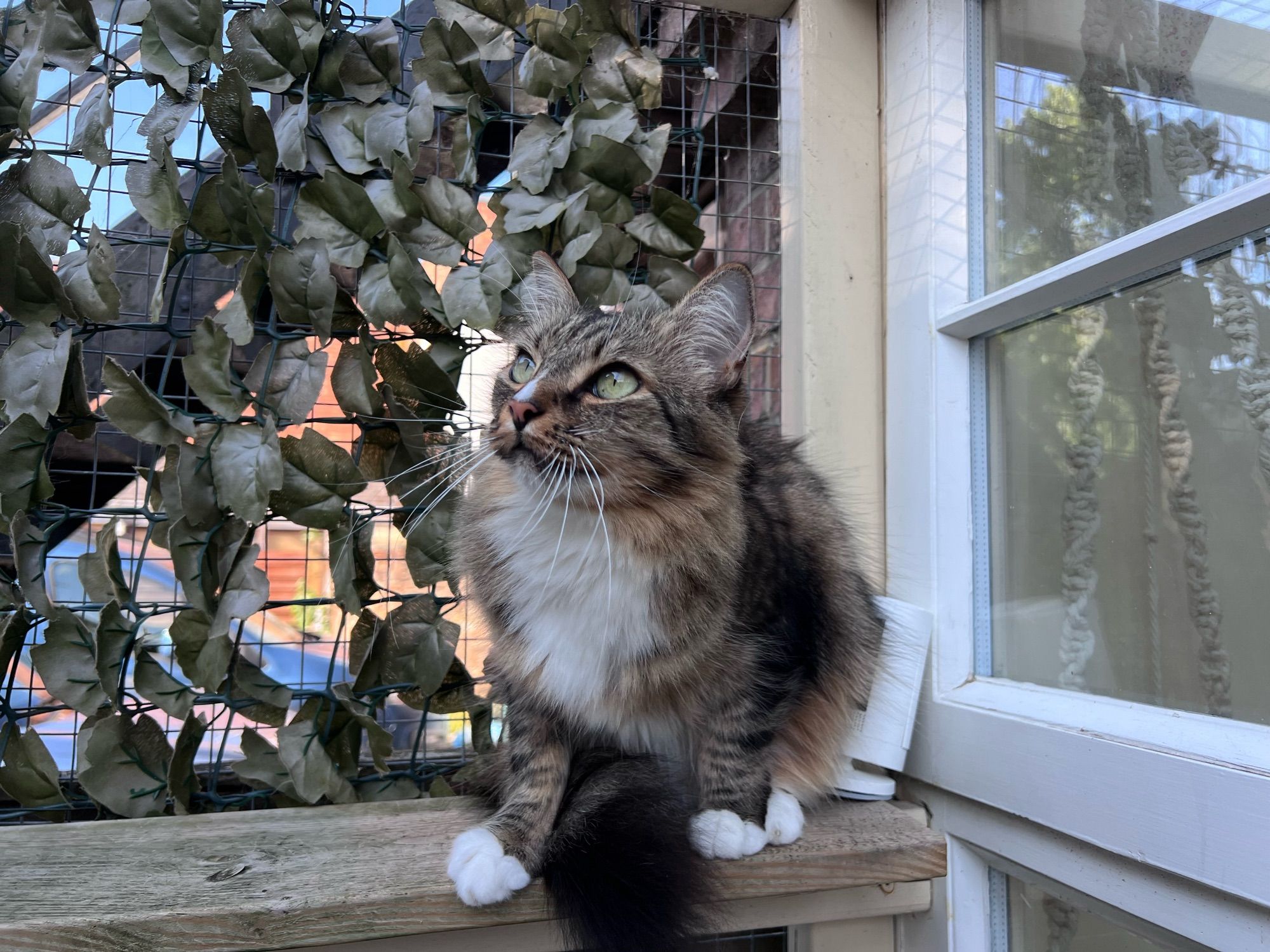 Cat looking up toward a bird off camera