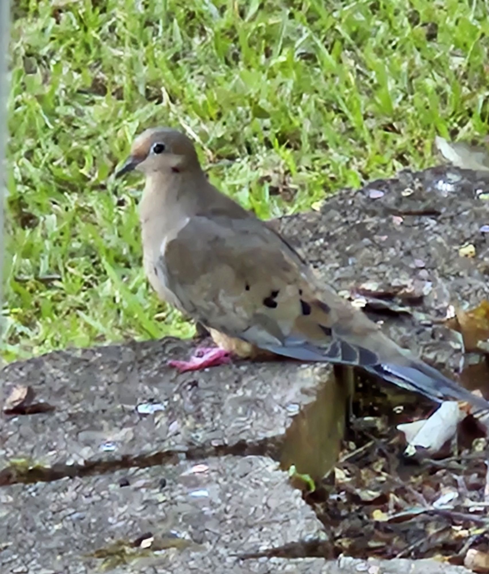 Mourning Dove on a block wall