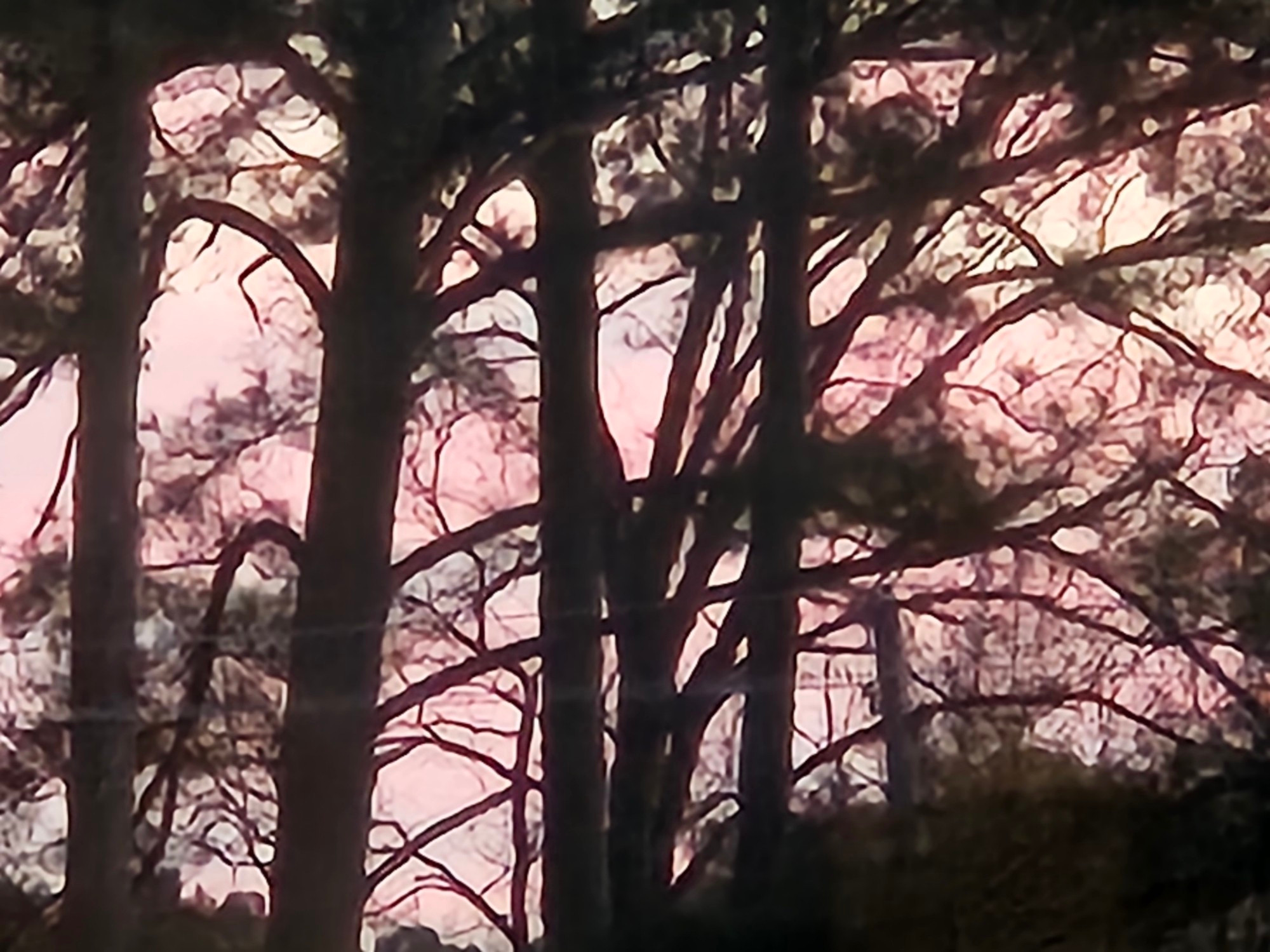 Reflected sunset. Pink and grey skies thru  black branches,  a few are pines.