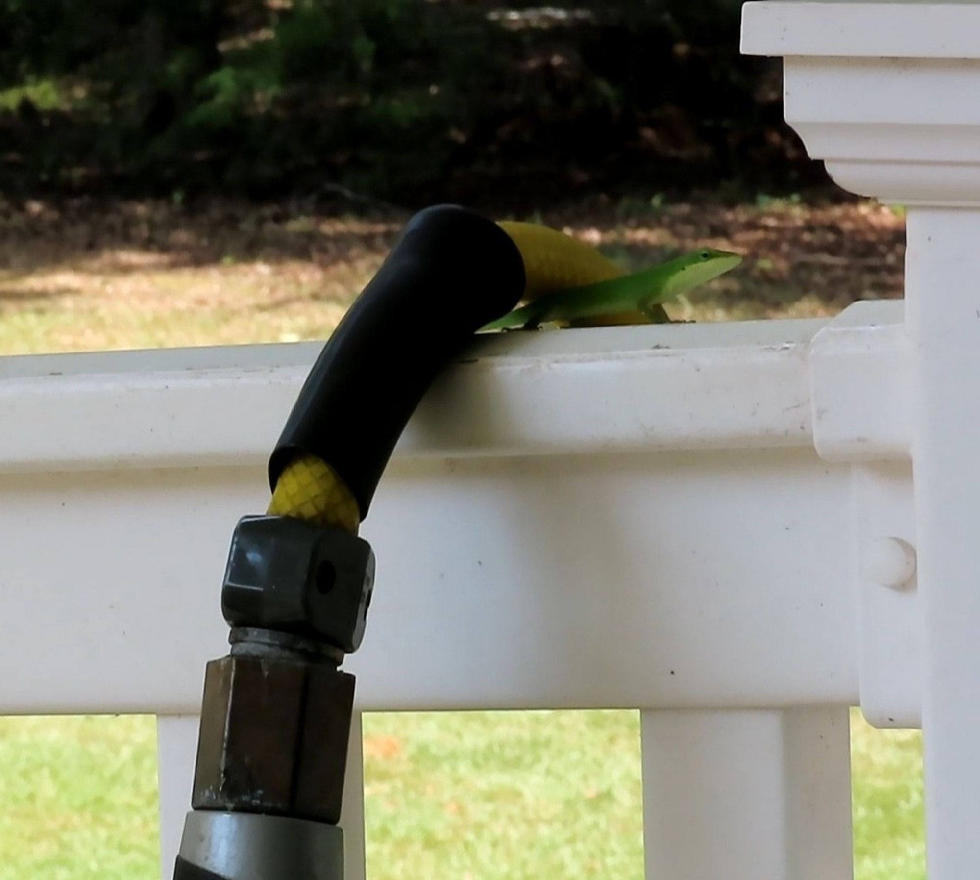 A small green lizard going under a hose hanging across a white porch rail