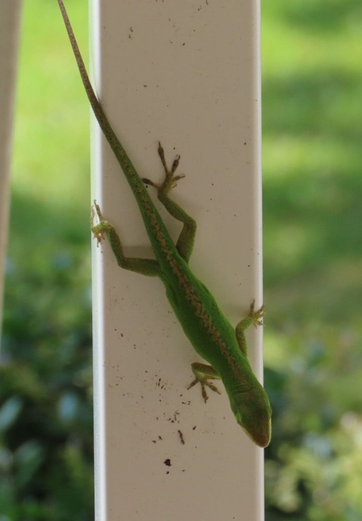 A green lizard on a white post