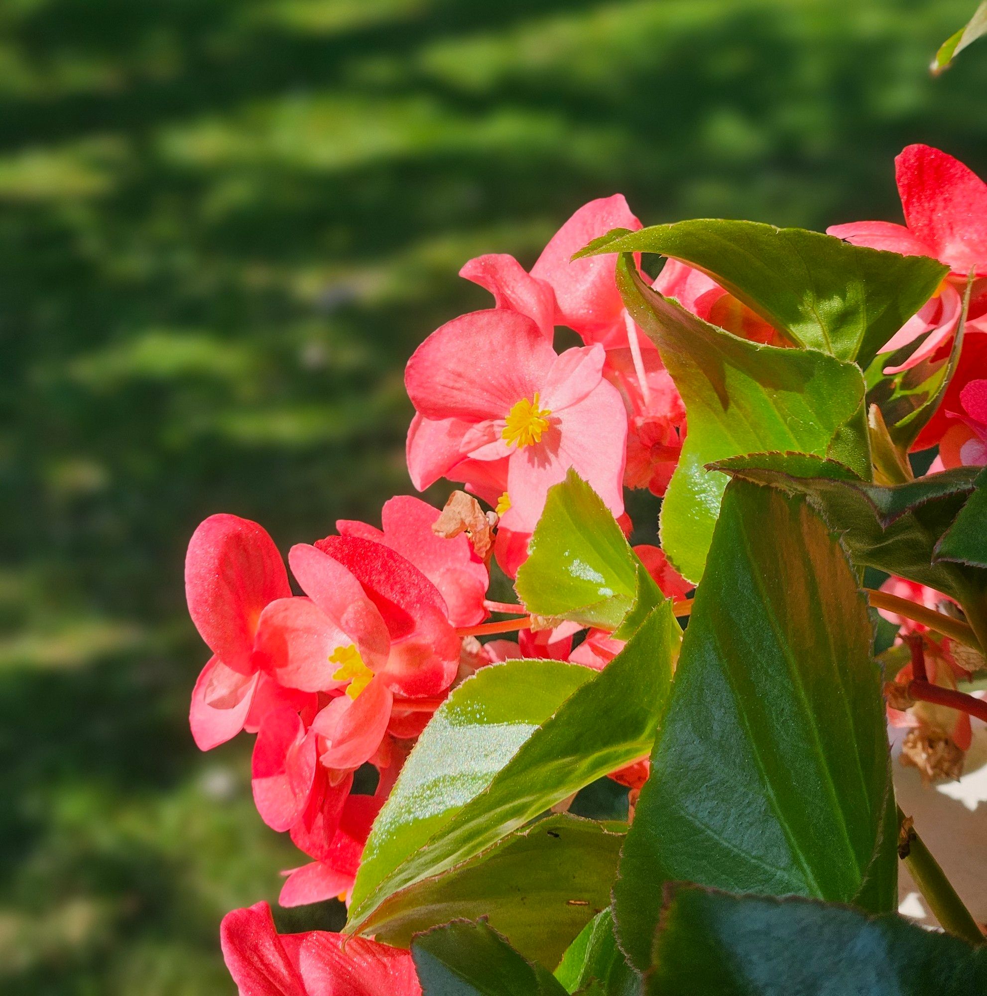 Red begonia