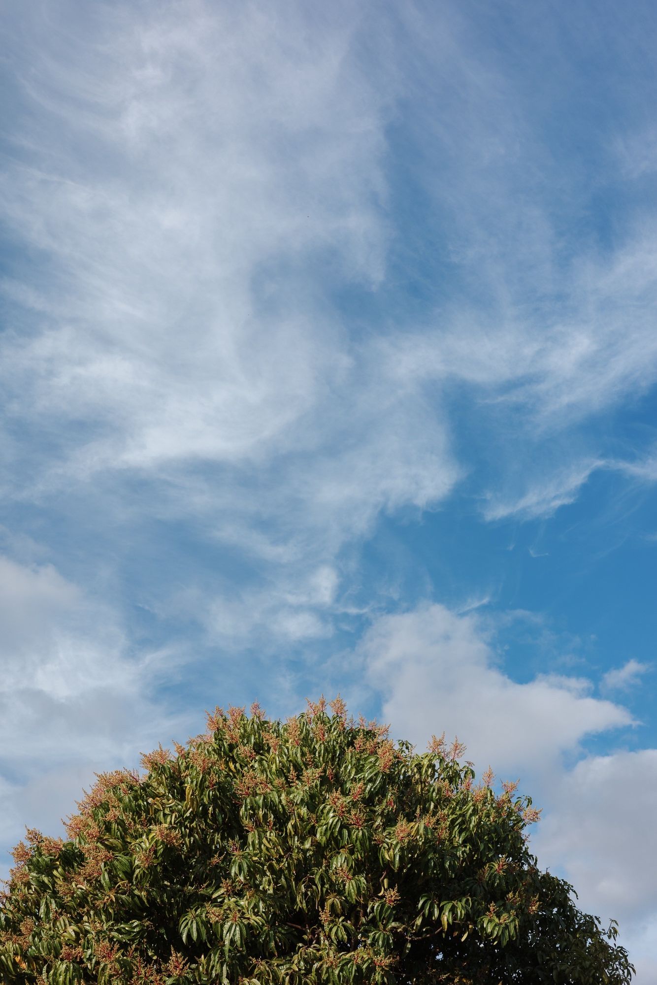 A lush green mango tree with budding flowers against a bright blue sky with wispy clouds.