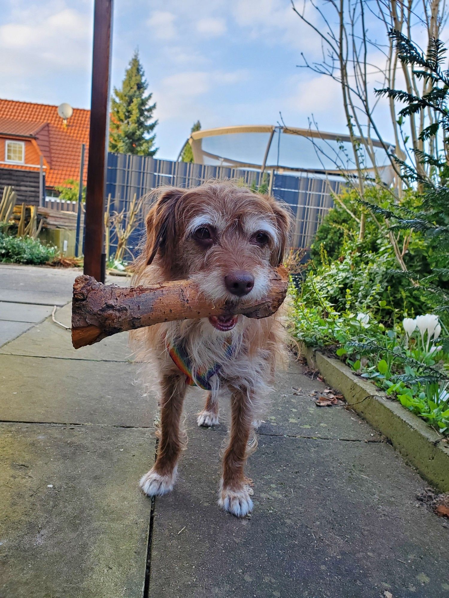 Kleiner Hund mit einem Stück Ast im Maul