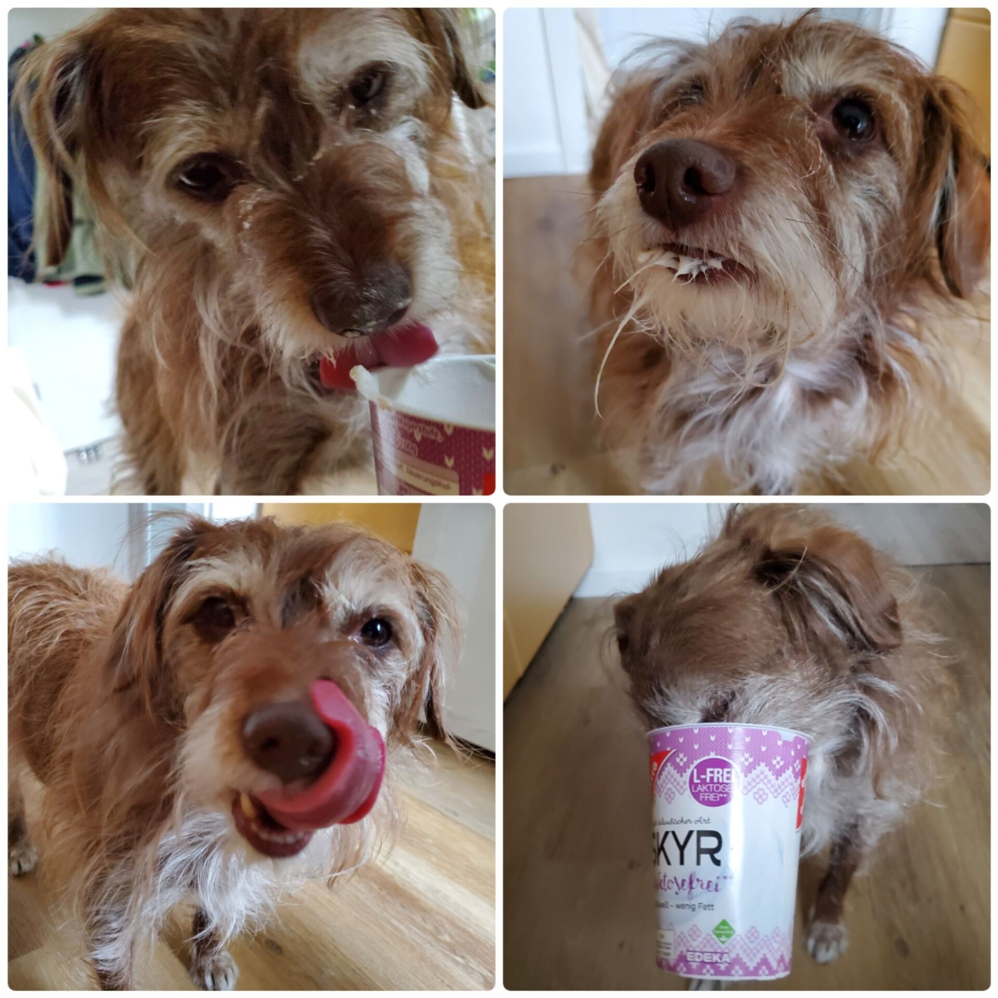 Vier Bilder, auf denen ein kleiner Hund einen Joghurtbecher ausschleckt und Joghurt an der Schnute hat.