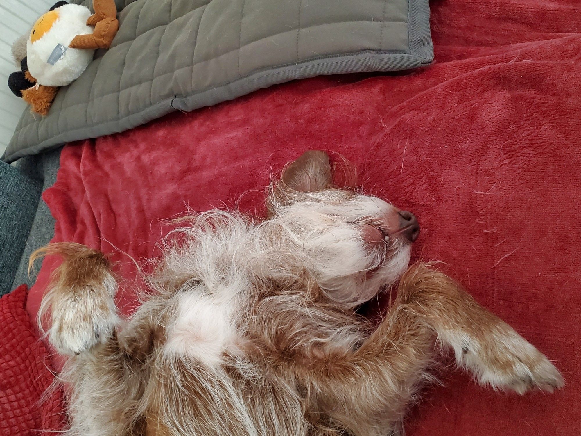 Hund liegt rücklings auf einer roten Decke und genießt sichtlich den Moment.