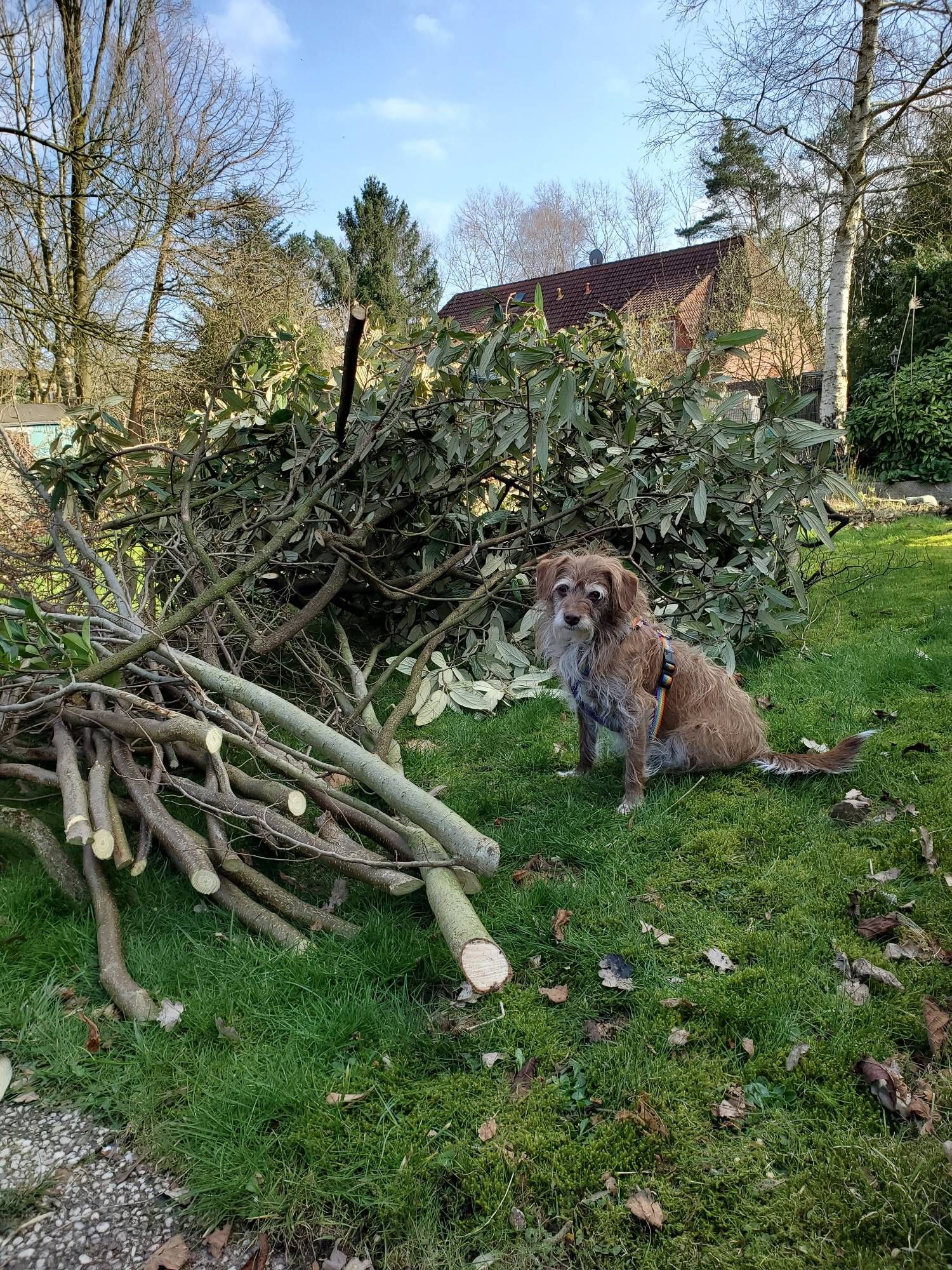 Kleiner Hund sitzt vor einem Haufen abgesägter Äste.