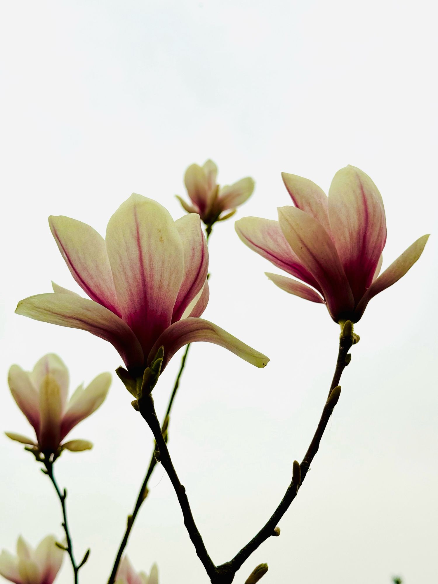 Rosafarbene Magnolienblüten vor einem fast weißen Saharastaub-Himmel