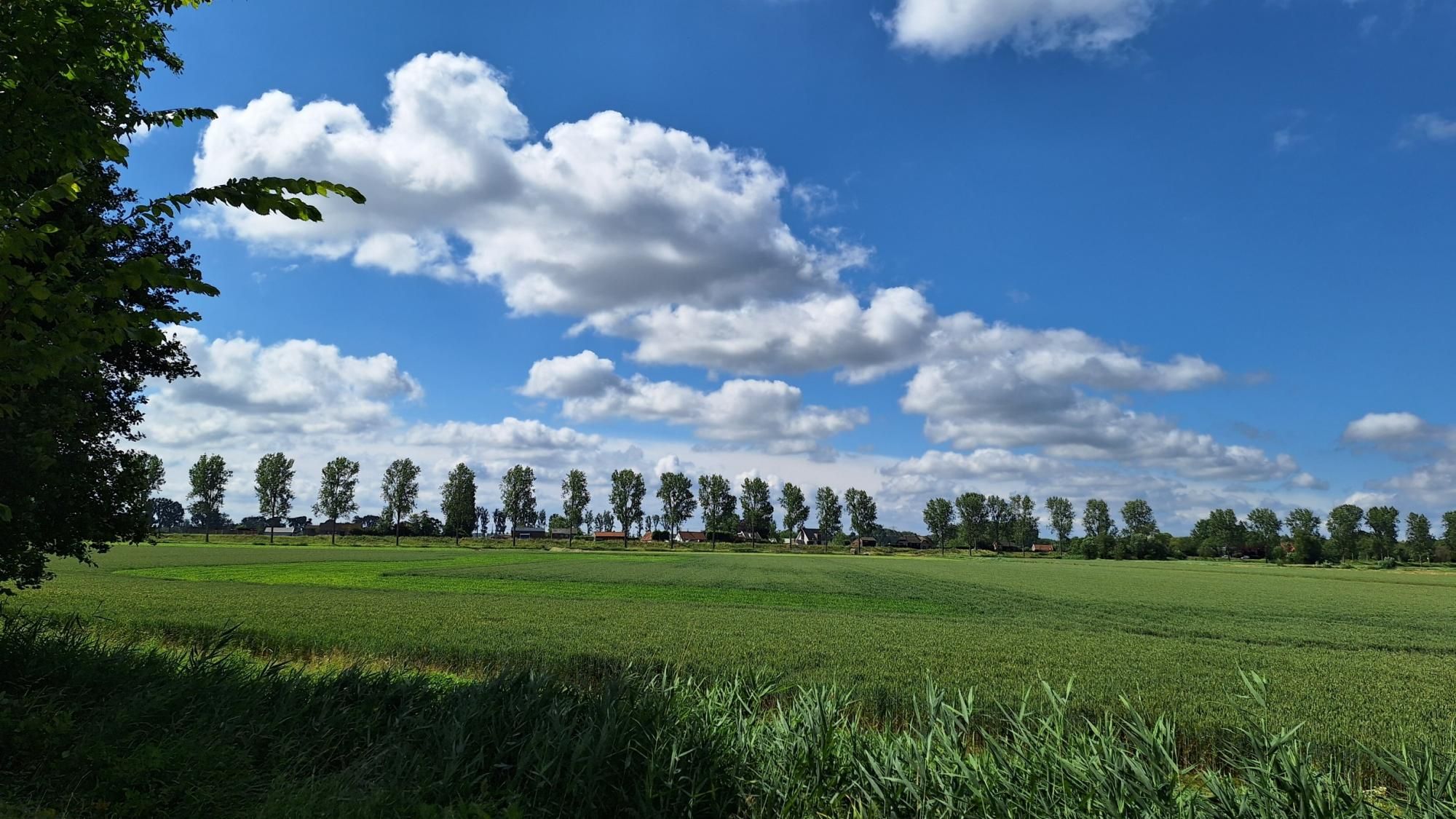 Foto van vanmorgen van een zonnig groen akkerland, op de horizon een dijk met bomen en huizen. Daarboven een blauwe lucht met grote witte wolken.