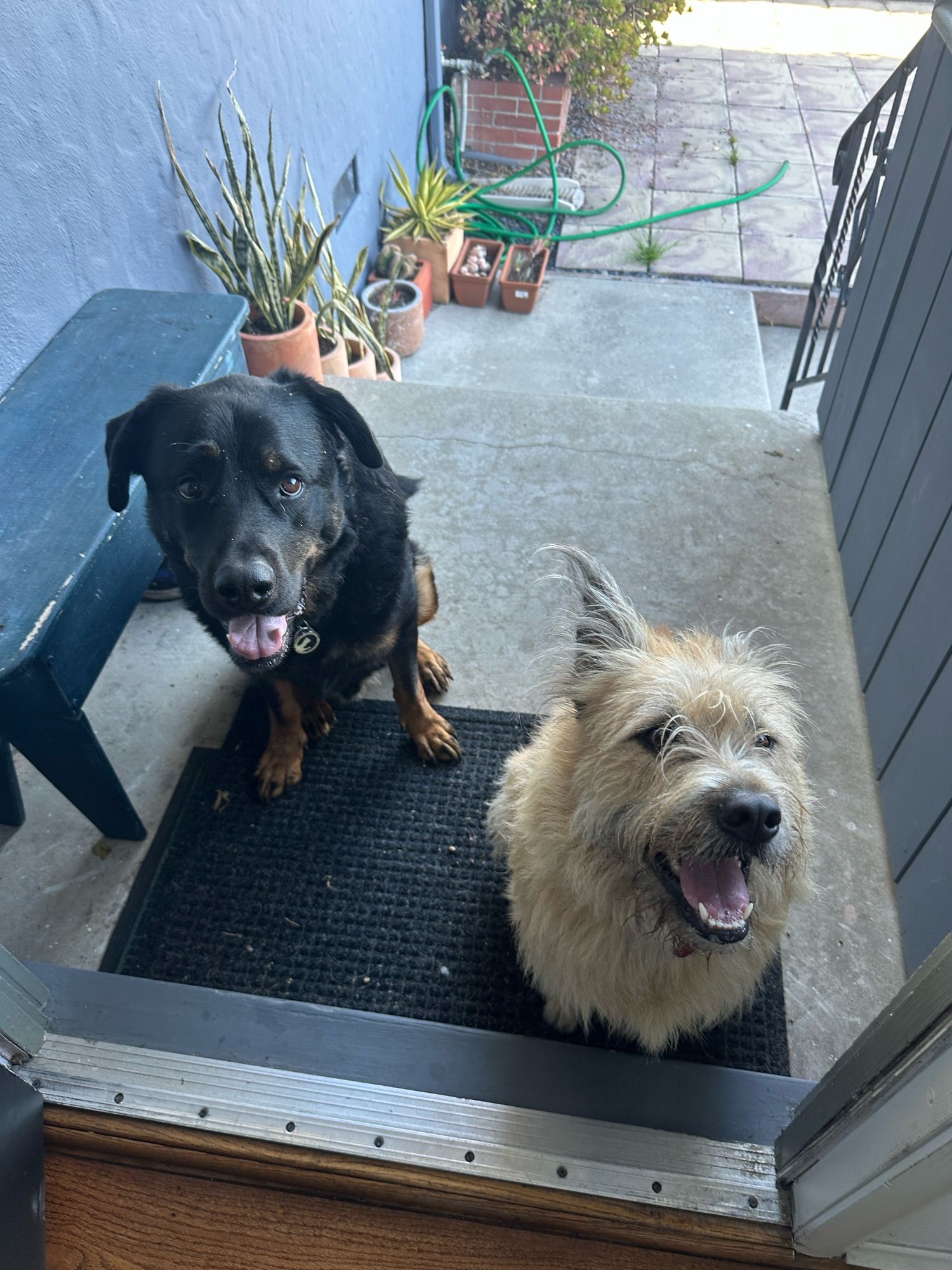 A big black dog on the left with floppy ears and a cute (dumb) look on his face, with a scruffy tan dog on the right that has one ear up and one ear down. They are happy and standing at a doorway