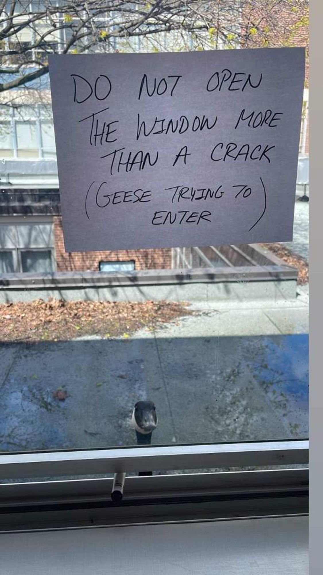 A goose outside a window

"DO NOT OPEN THE WINDOW MORE THAN A CRACK (GEESE TRYING TO ENTER)"