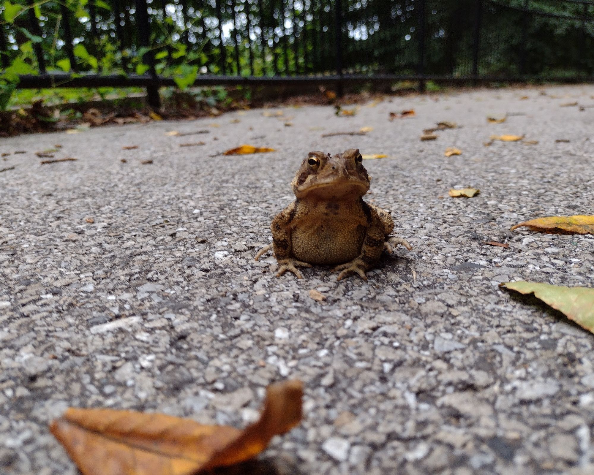 brown frogge. they gaze at the camera with pride. they are on pavement with a bunch of leaves around.